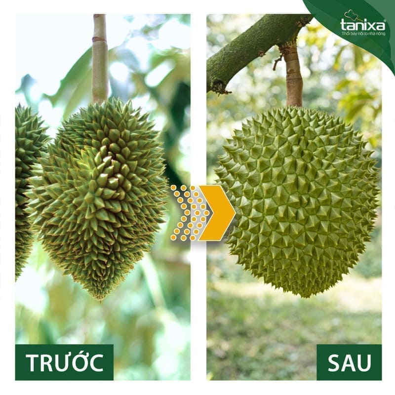 Bộ thúc trái - lên cơm Tanixa (nhỏ)_thumbnail_4