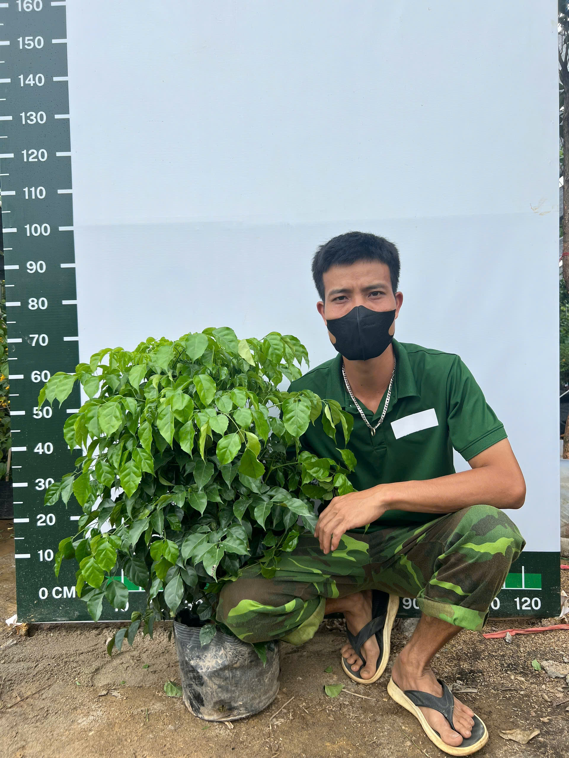 [THANH LÝ] Hạnh phúc cao 55-70cm PT214 CALATA_thumbnail_1