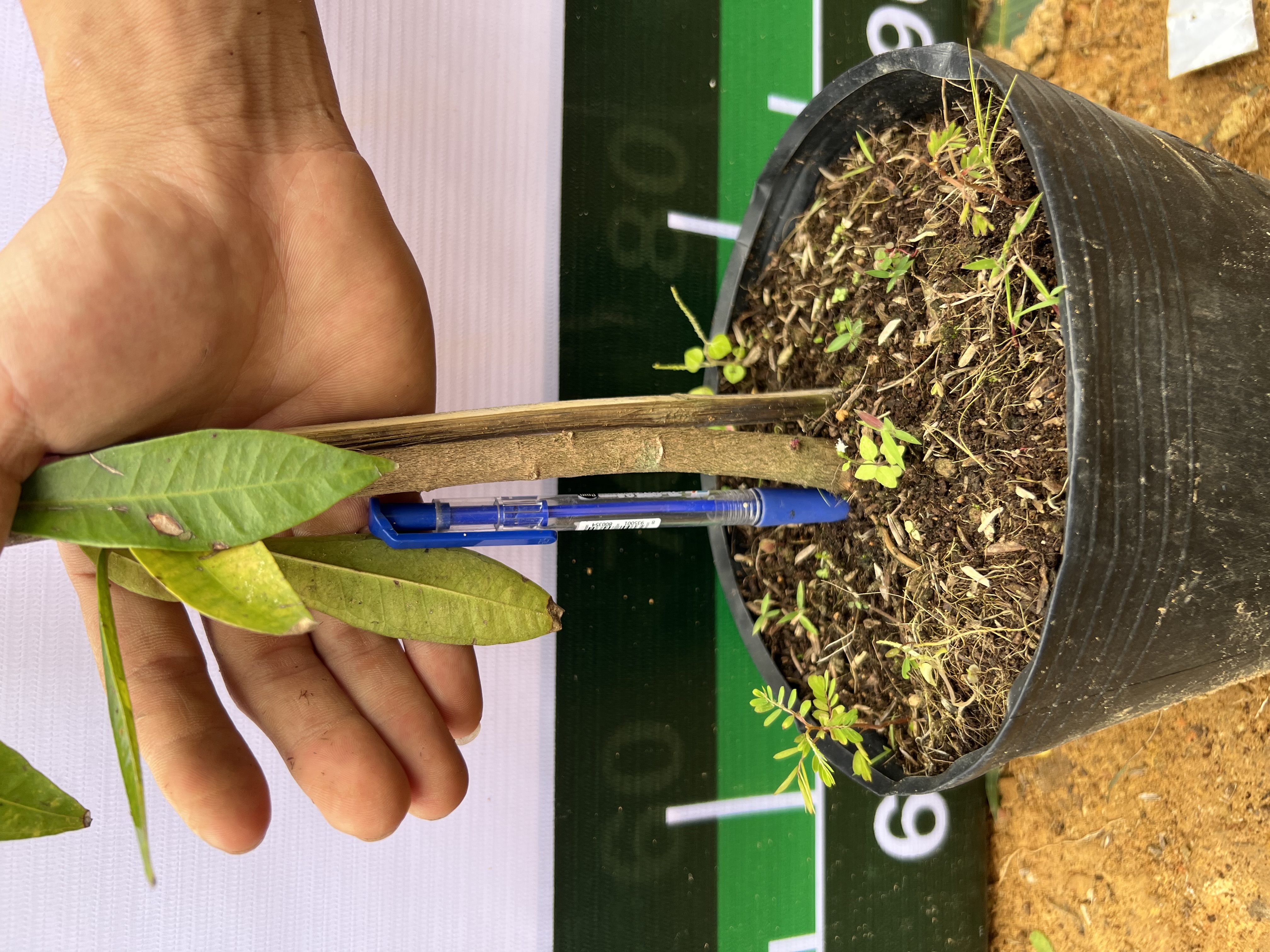 [SIÊU SALE] Mận lý cao 40-60cm PT49 CALATA_thumbnail_4