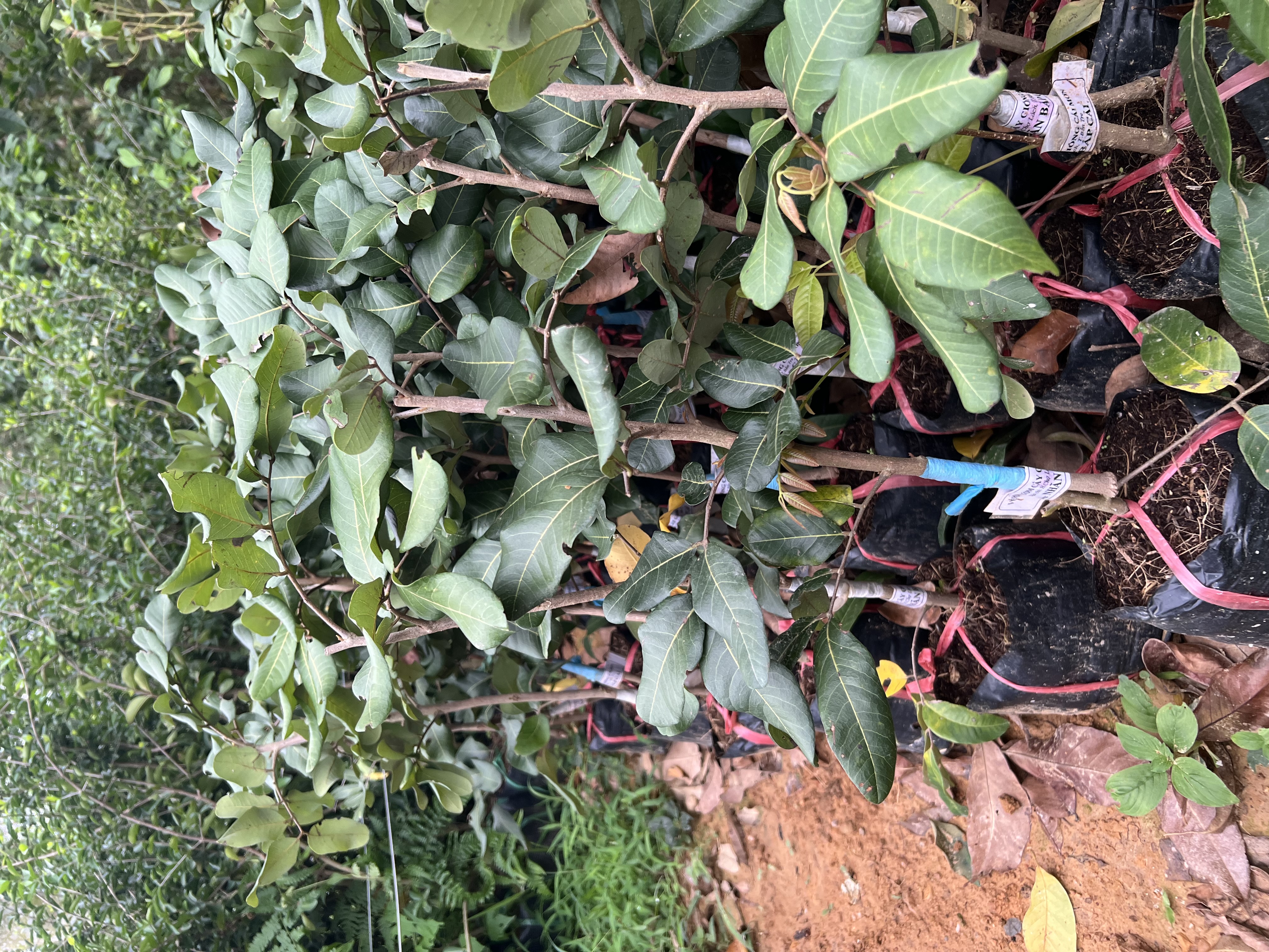 Nhãn bắp cải (thanh nhãn) cao 50-60cm PT52 CALATA_thumbnail_3