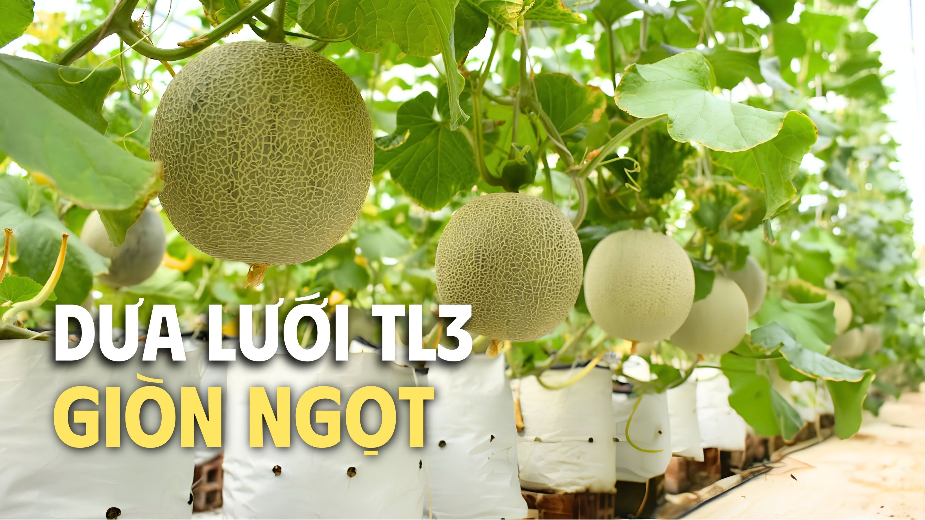 mua dưa lưới tl3