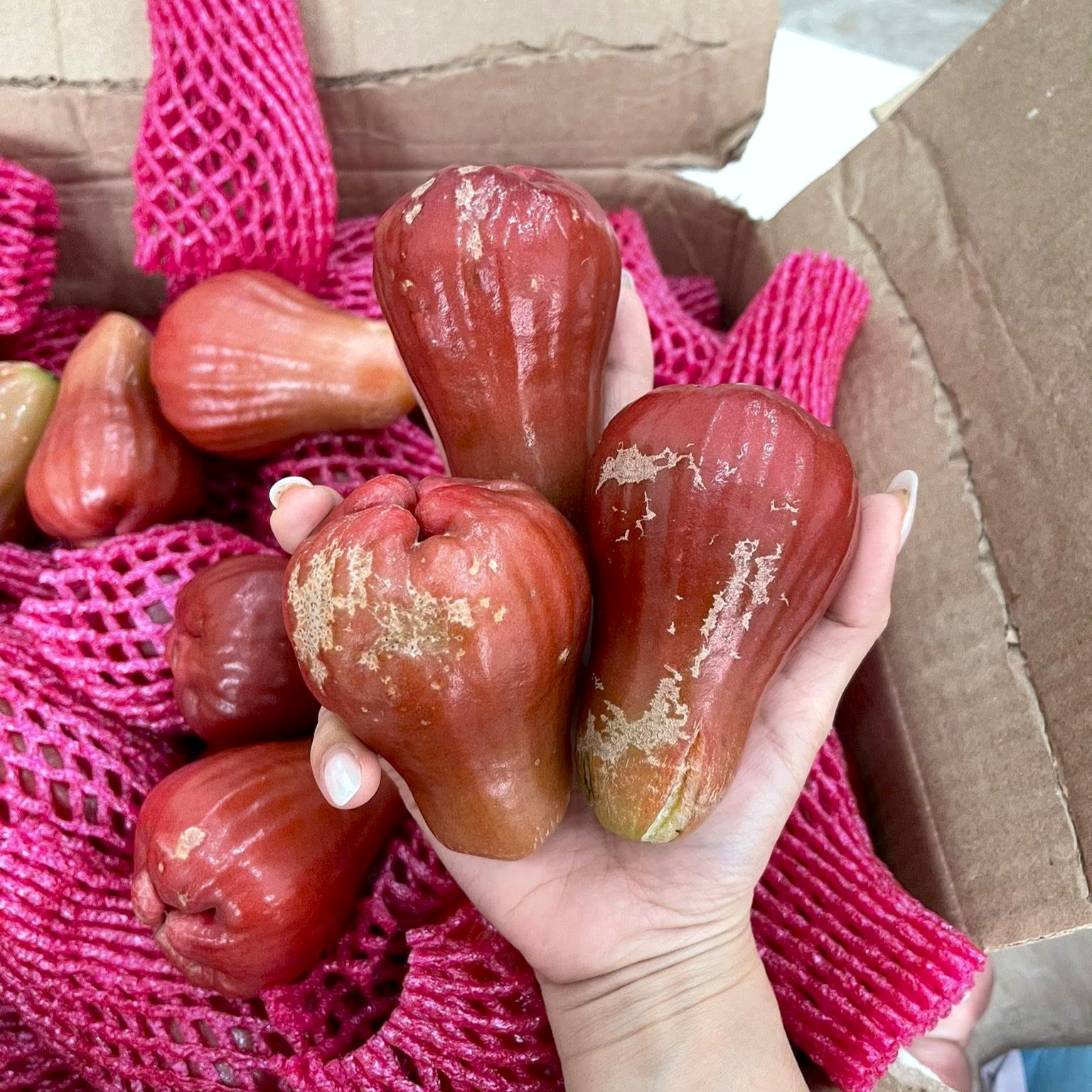 Mận MST_thumbnail_2