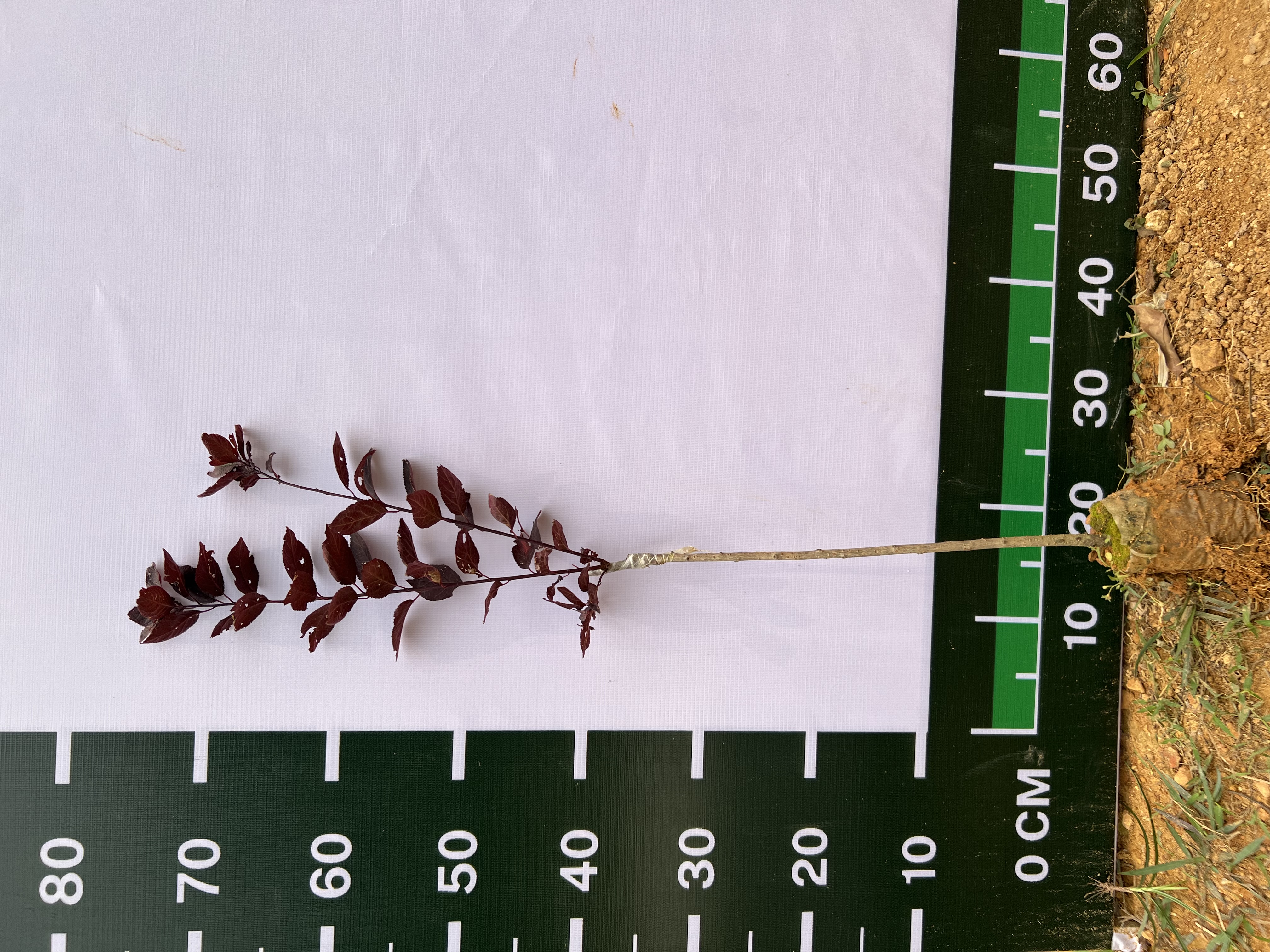 Mận tím cao 60-70cm PT131 CALATA