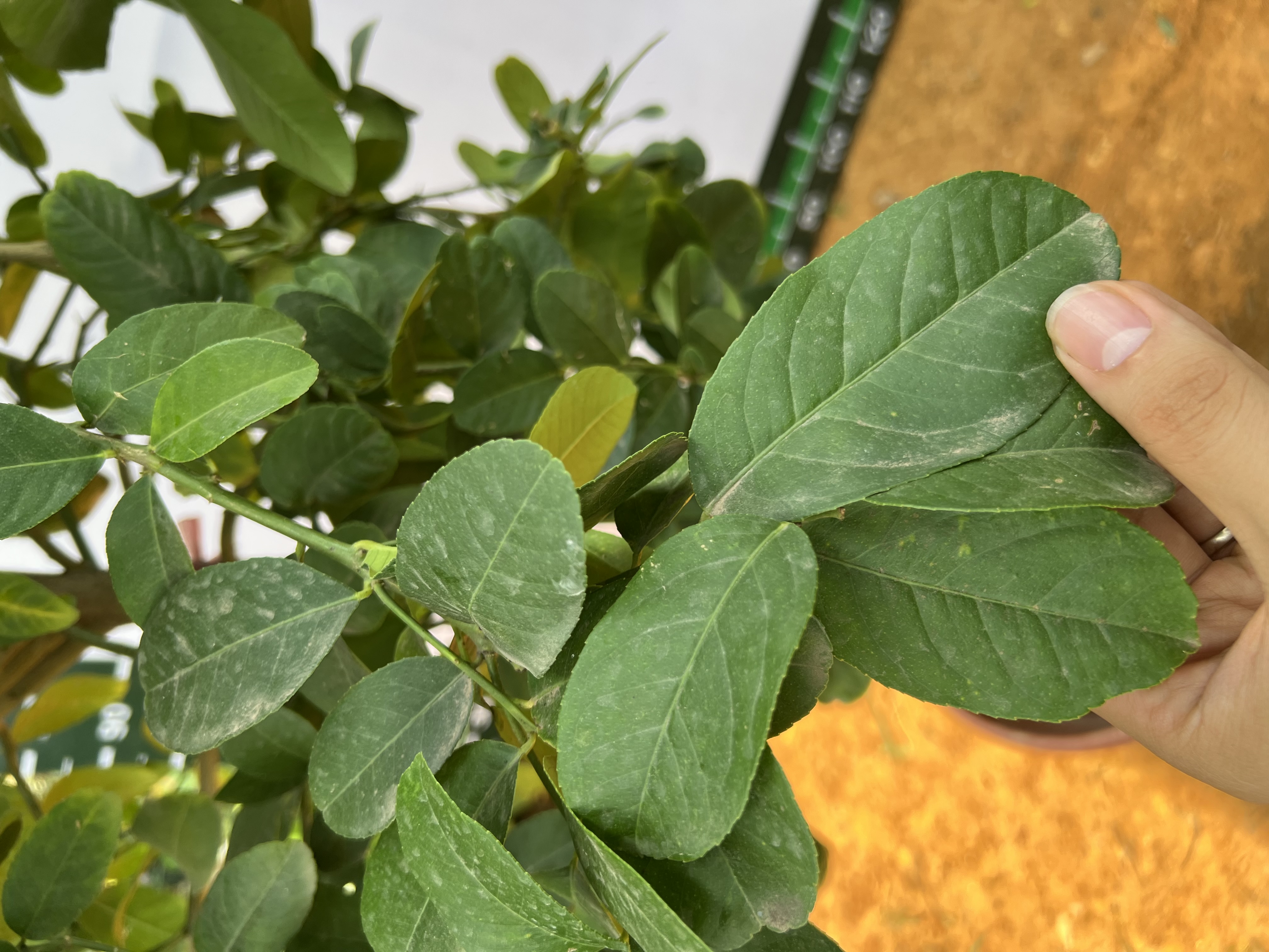 Chanh vàng mỹ cao 2-2.5m PT166 CALATA_thumbnail_11