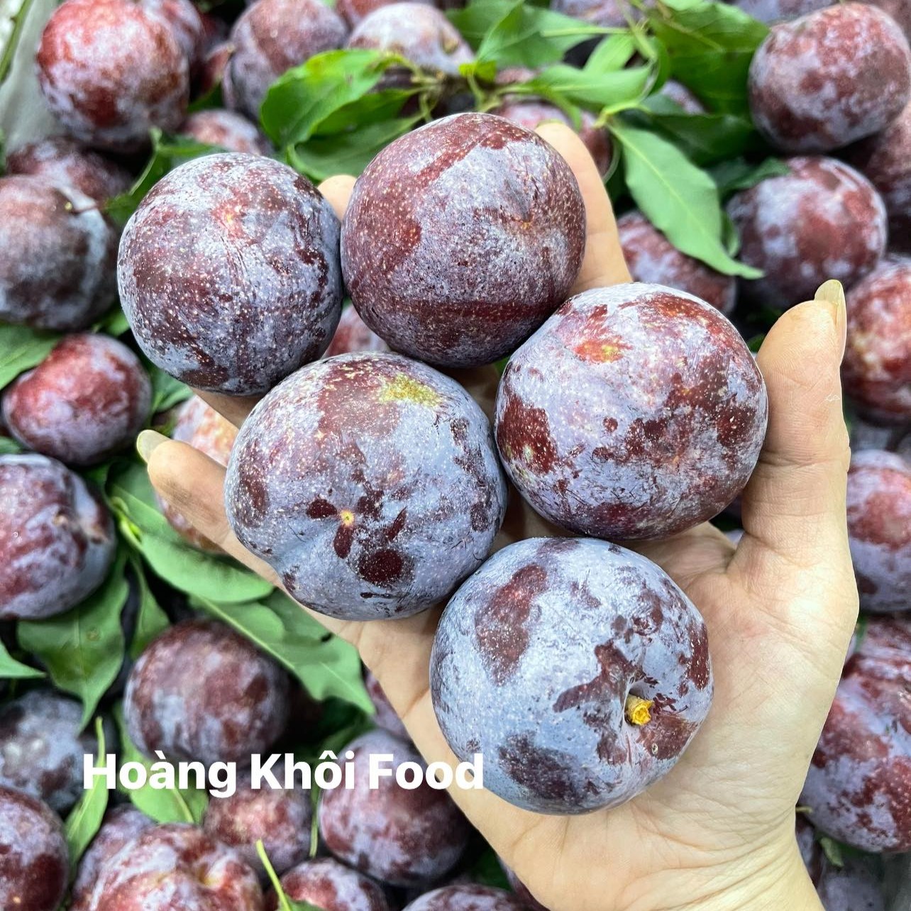 Mận Hậu Mộc Châu_thumbnail_4