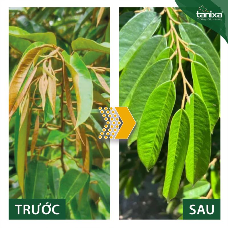 Bộ mở lá - So cơi Tanixa_thumbnail_4