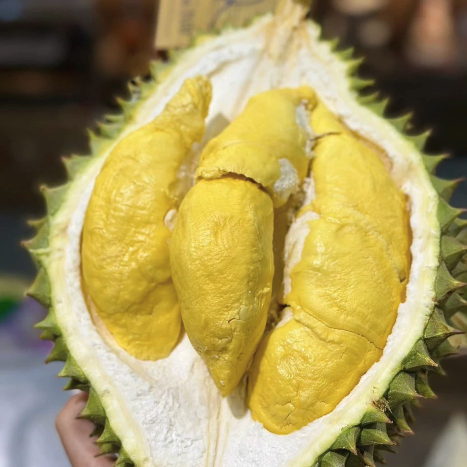 Trái Khui sầu - Sầu Riêng Ri6 MIỀN ĐÔNG ( VIETGAP )_thumbnail_1