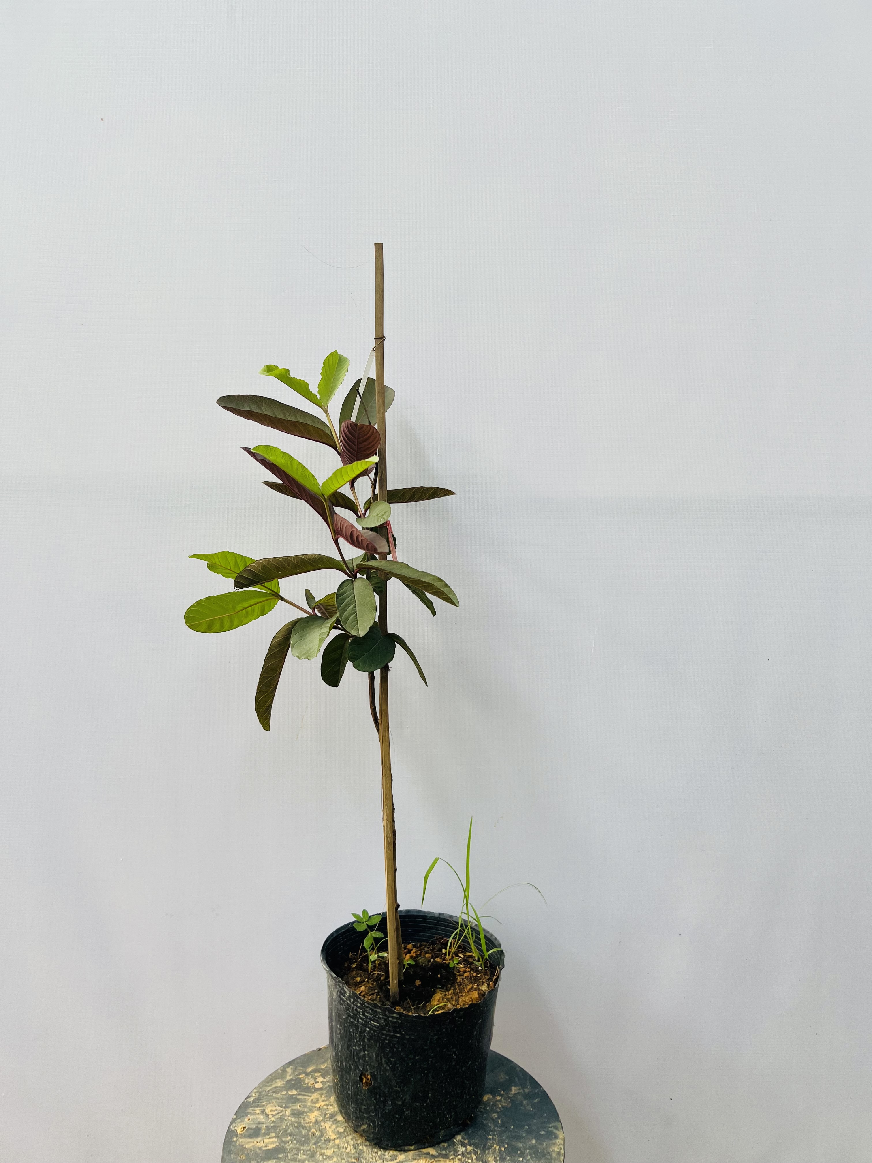 Ổi Sisaket 3 ghép cành cao 45-60cm OSK-01 CALATA_thumbnail_8