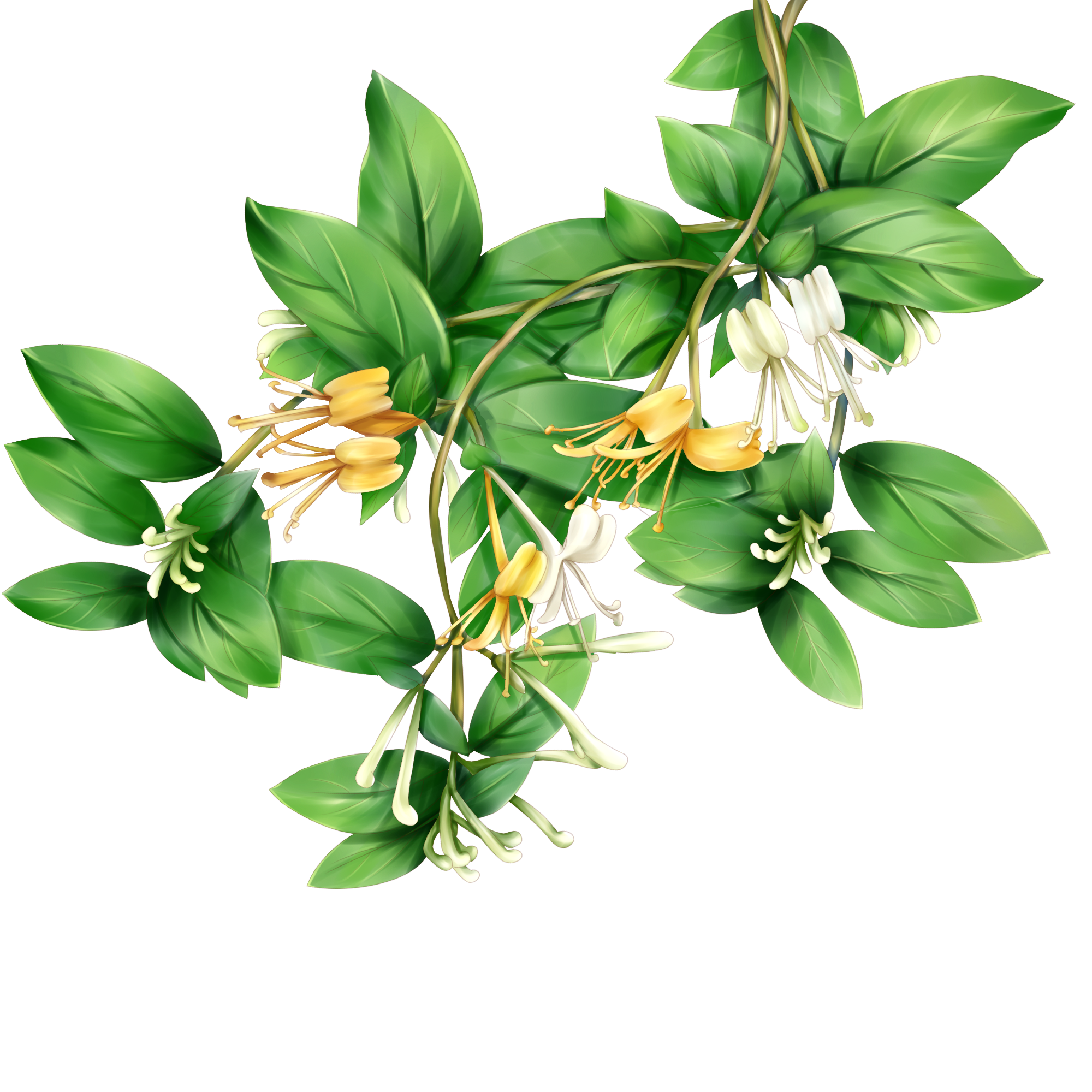 —Pngtree—honeysuckle_5611081