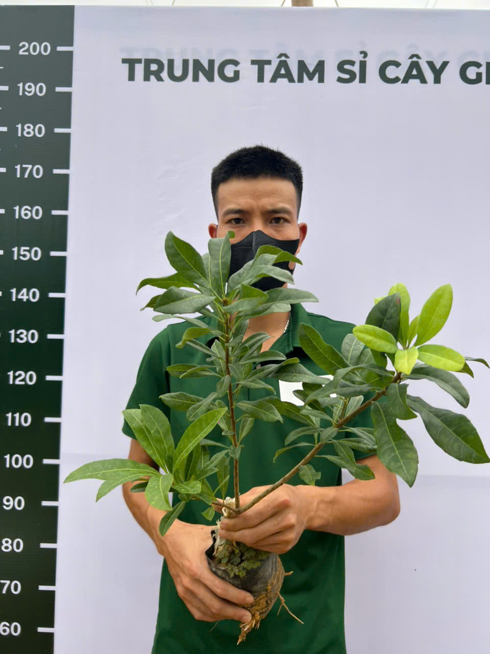 Thanh mai cao 50-60cm PT99 CALATA_thumbnail_1
