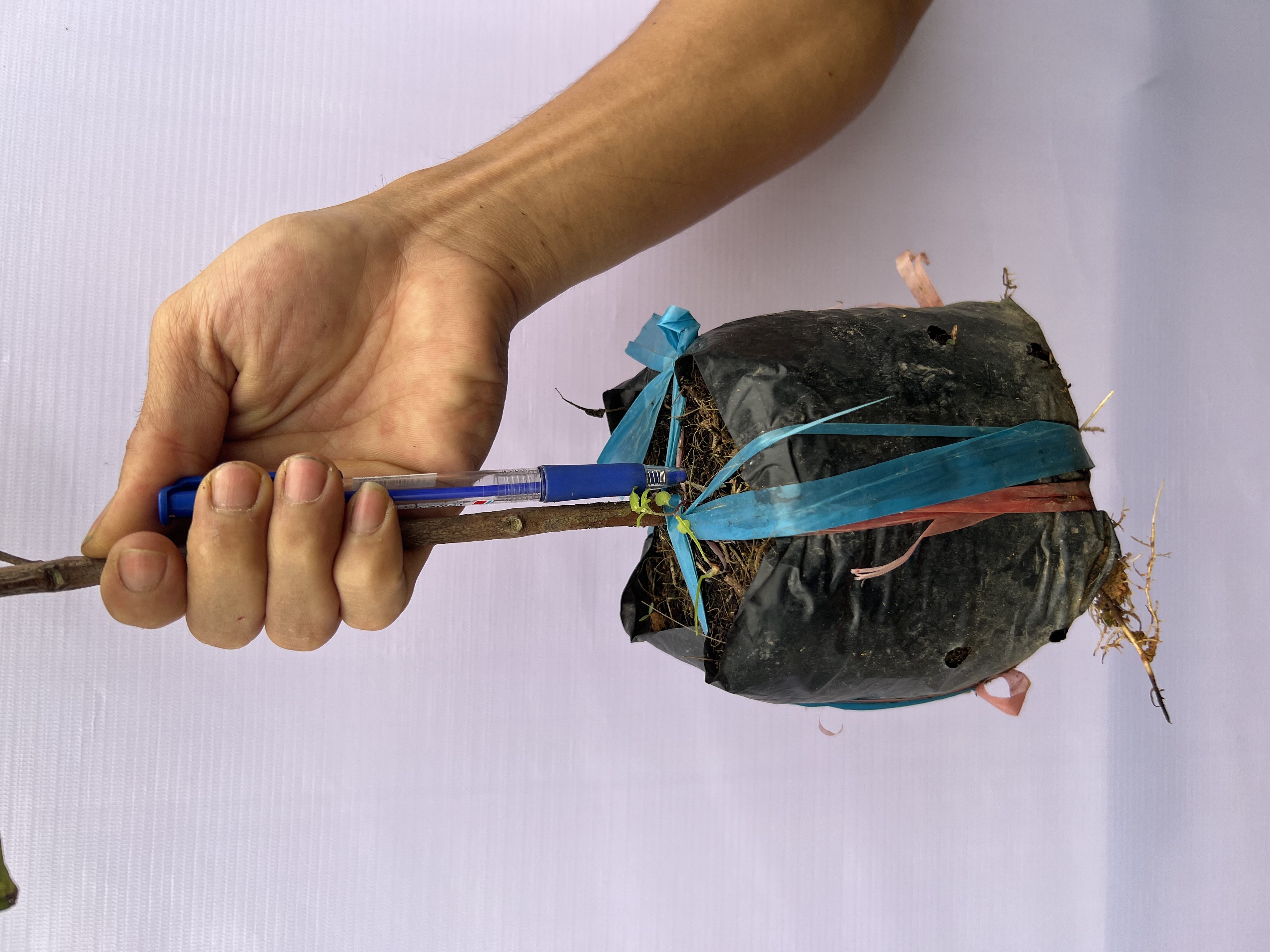 [SIÊU SALE] Ổi không hạt tứ quý cao 35-45cm PT28 CALATA_thumbnail_4