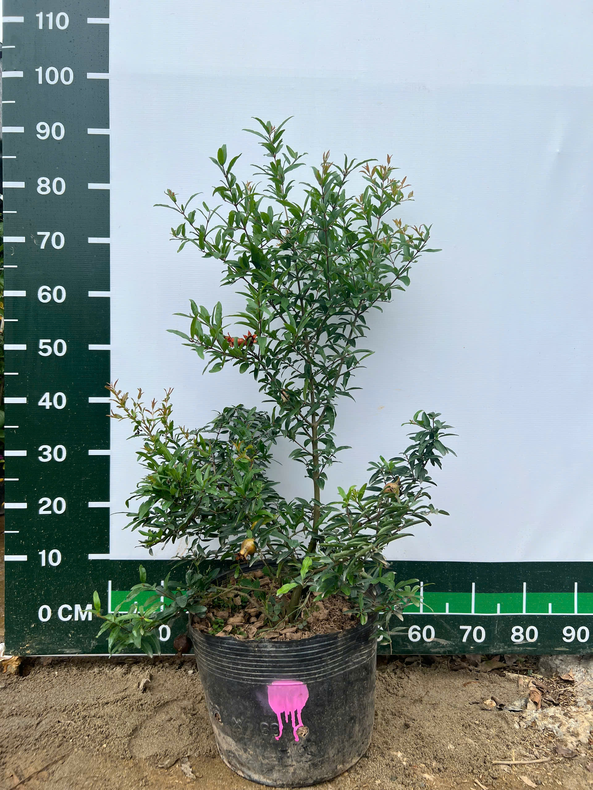 Lựu đỏ cao 45-55cm ( sẵn quả) PT210 CALATA