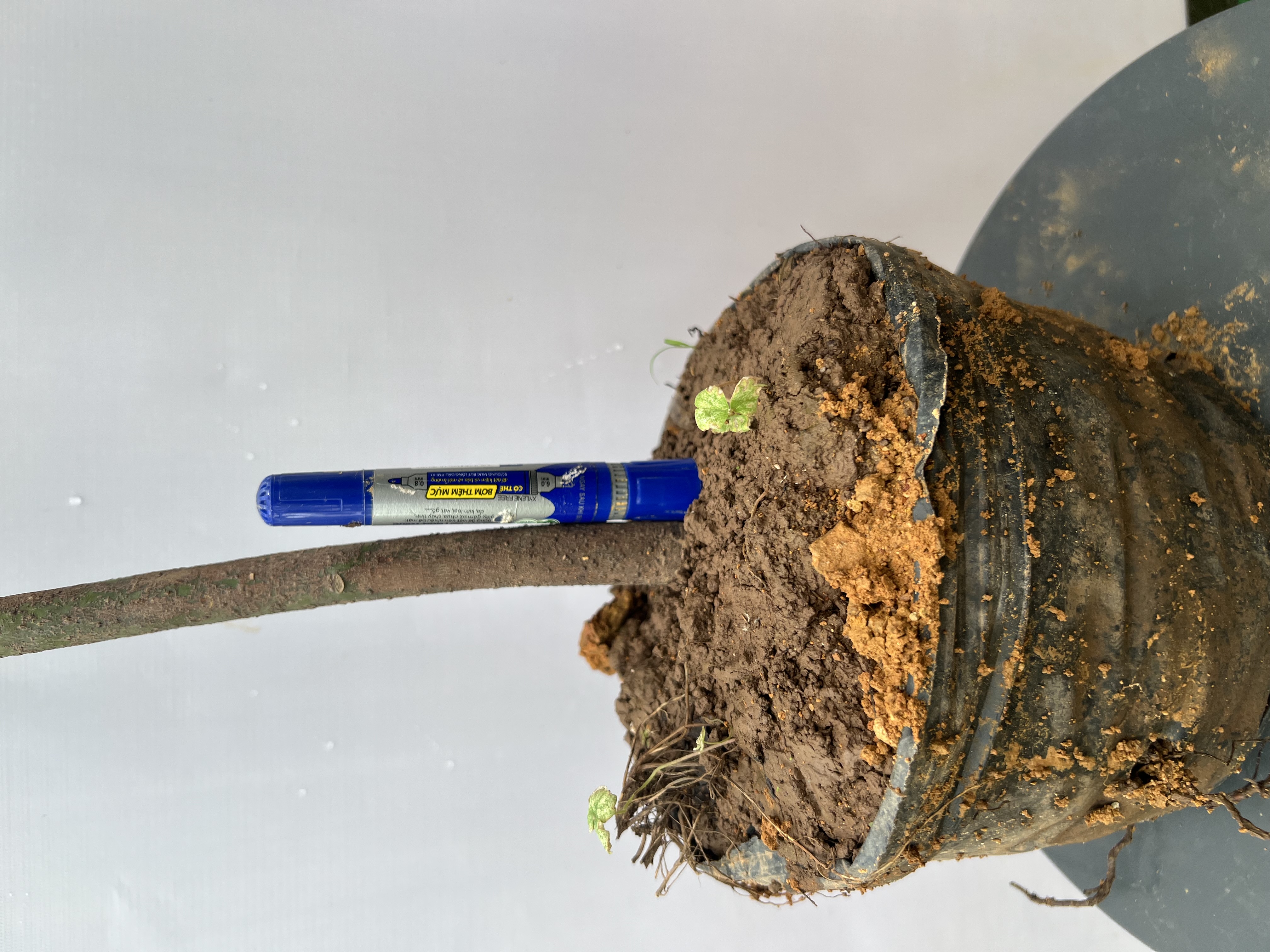 Bơ 034 cao 1-1.2m PT173 CALATA_thumbnail_7