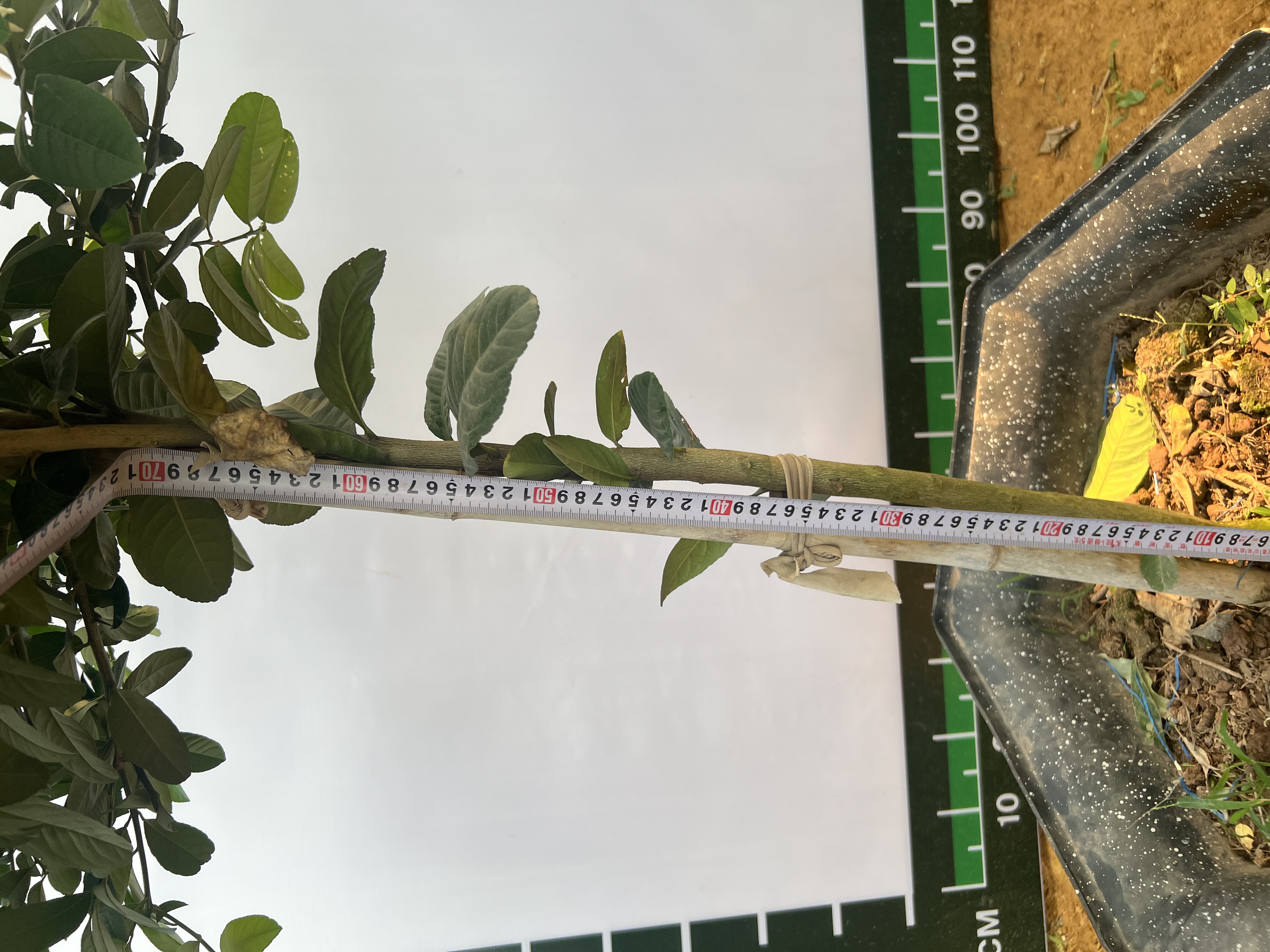 Chanh vàng mỹ cao 1.5-1.8m PT159 CALATA_thumbnail_6