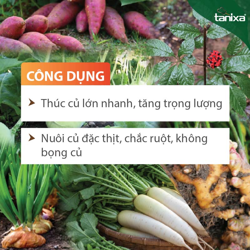 Bộ vô bột- chắc củ Tanixa (nhỏ)_thumbnail_3