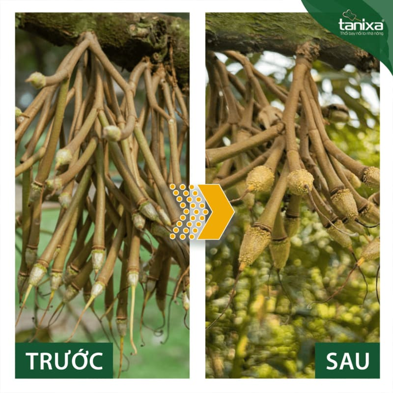 Bộ đậu trái Tanixa (nhỏ)_thumbnail_4