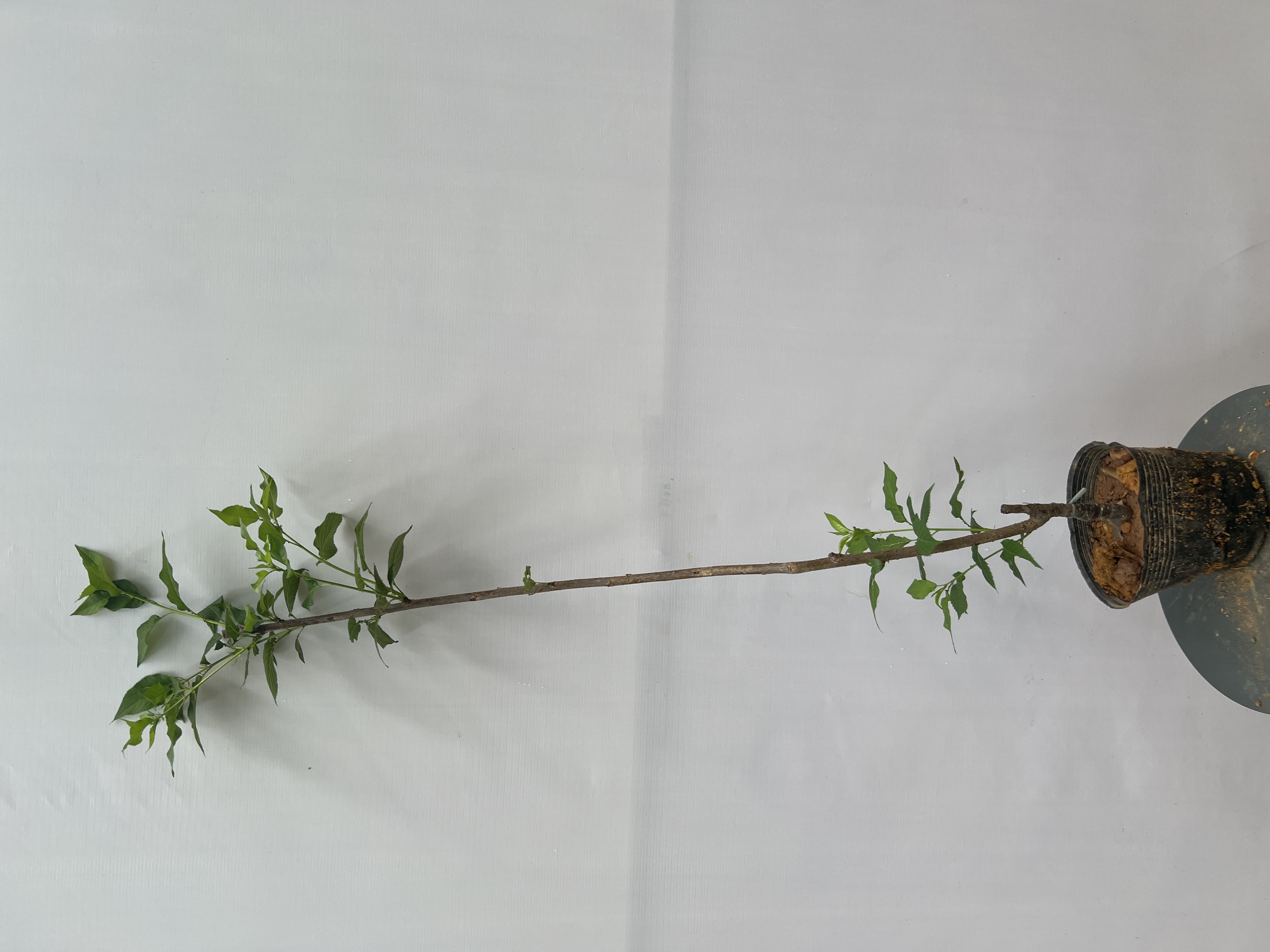 Hoa anh đào cao 1-1.2m PT175 CALATA_thumbnail_8