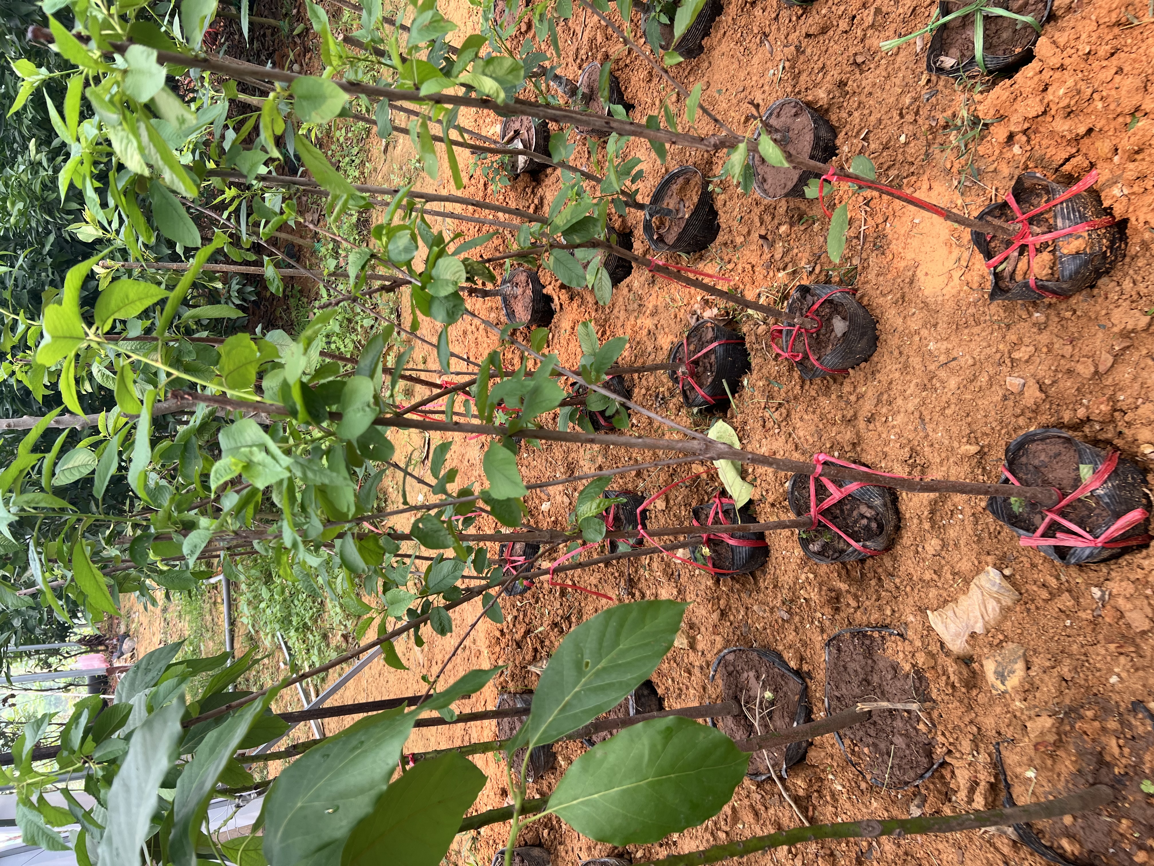 Cherry anh đào cao 1-1.2m PT176 CALATA_thumbnail_5