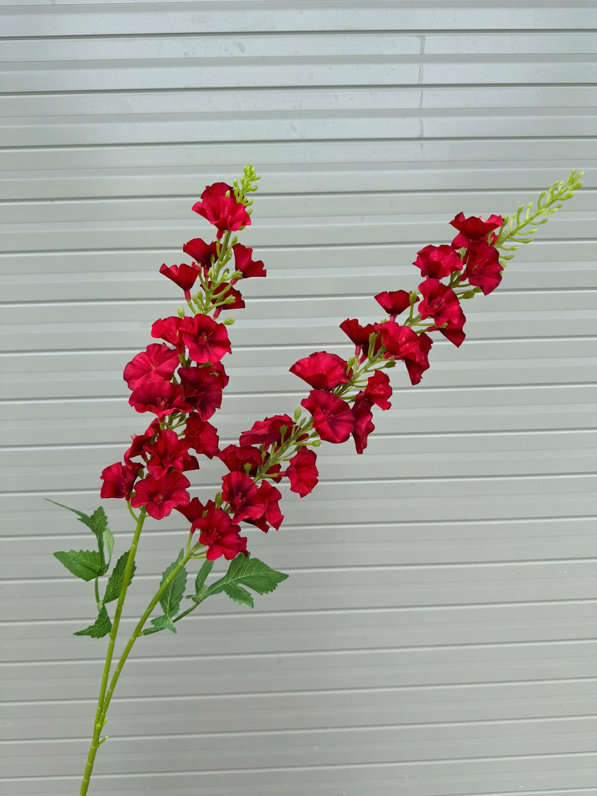 HOA MUỐNG 2 NHÁNH