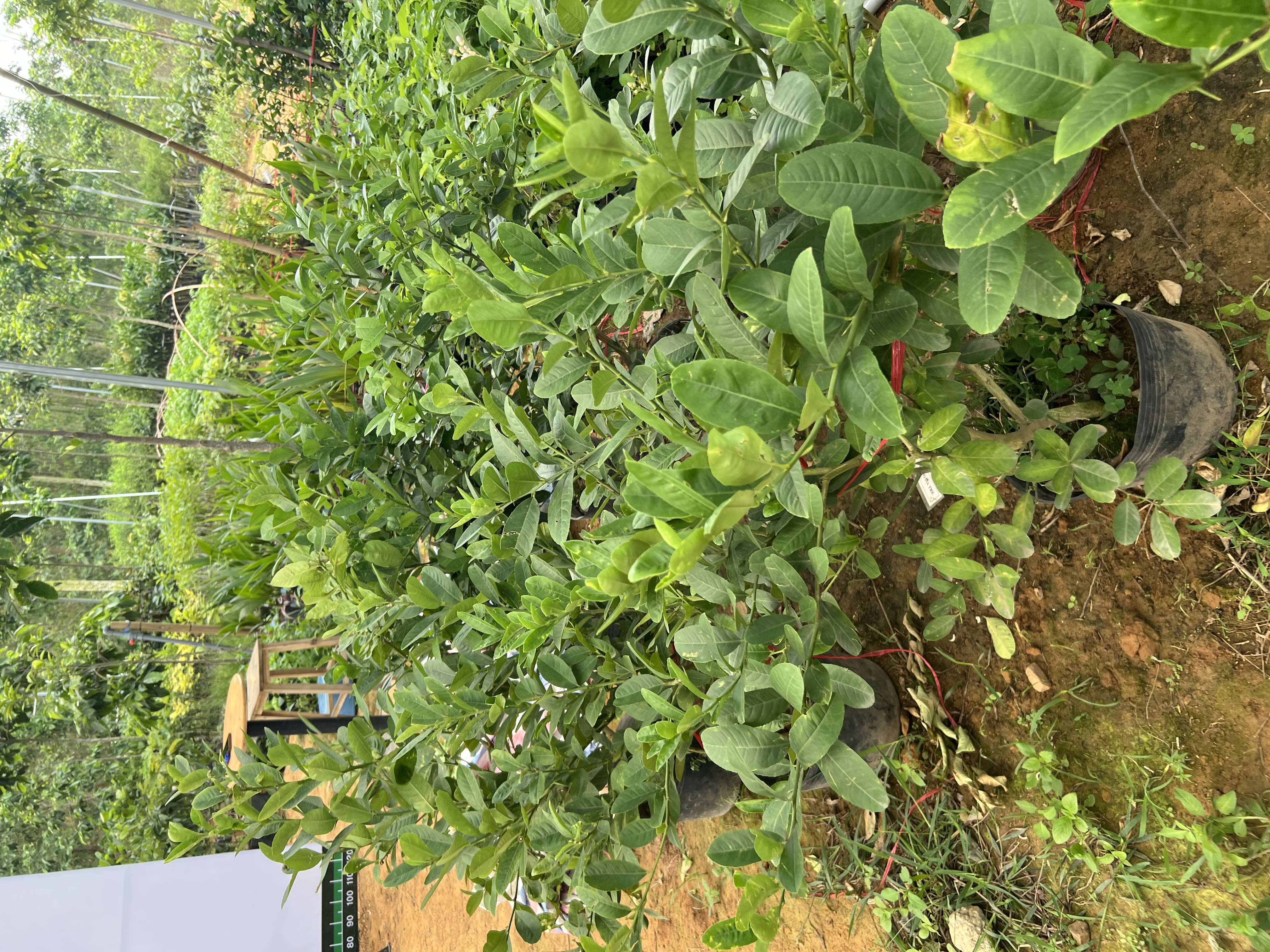 [SIÊU SALE] Chanh vàng mỹ 55-65cm PT146 CALATA_thumbnail_7