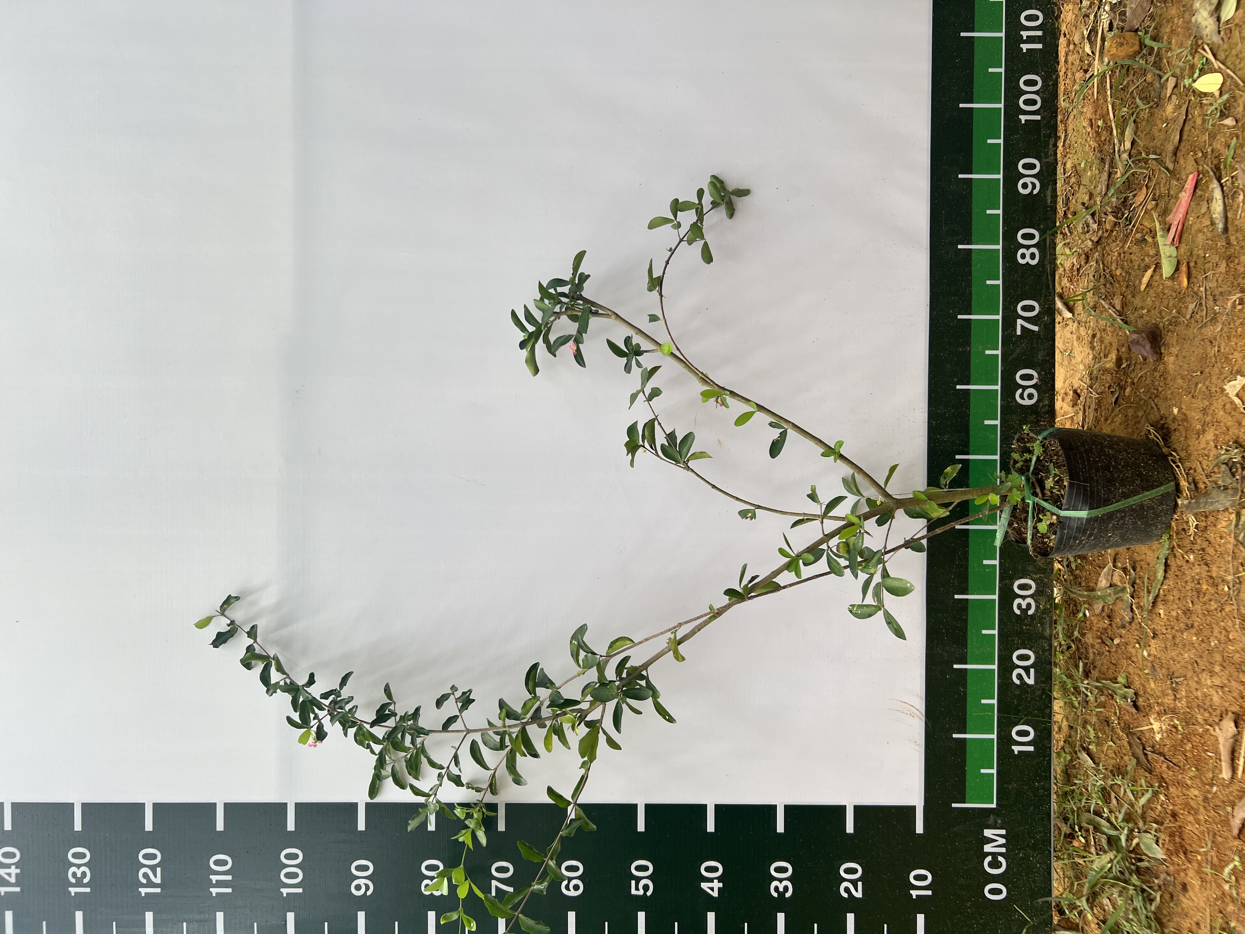 Sơ ri Thái cao 45-65cm PT05 CALATA