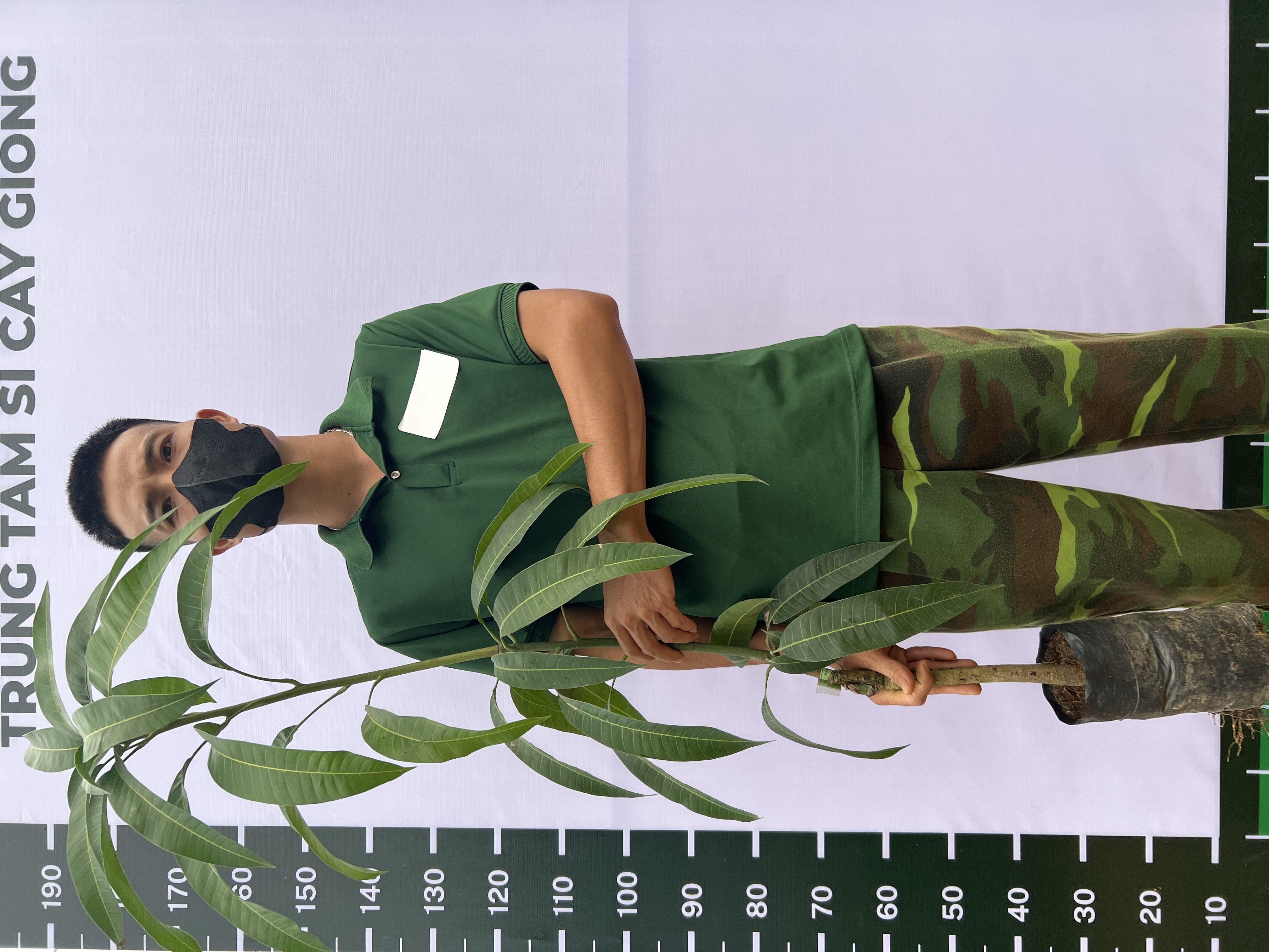 [SIÊU SALE] Xoài tím Ngọc Vân cao 50-65cm PT55 CALATA_thumbnail_1