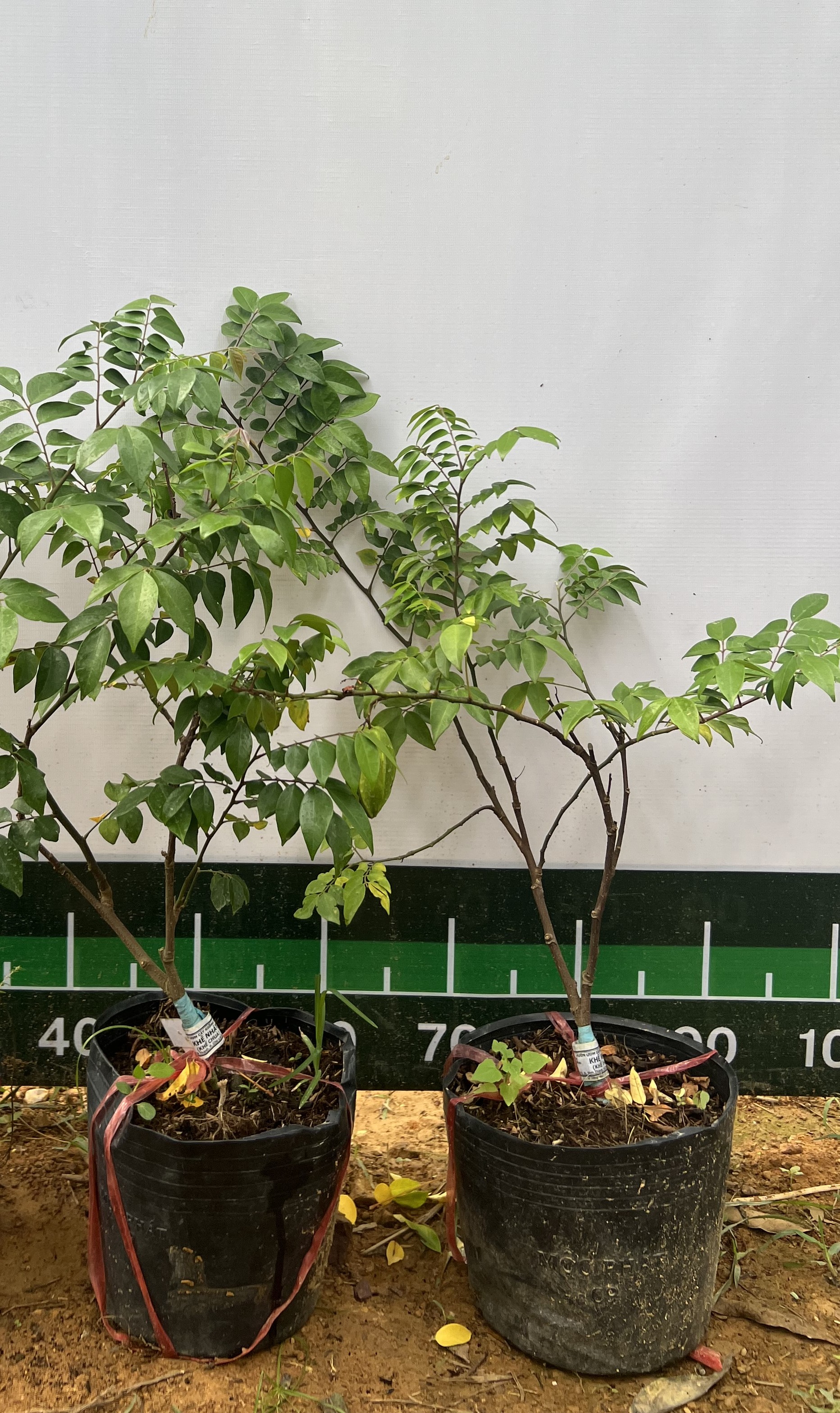 Khế chua cao 30-50cm PT253 CALATA