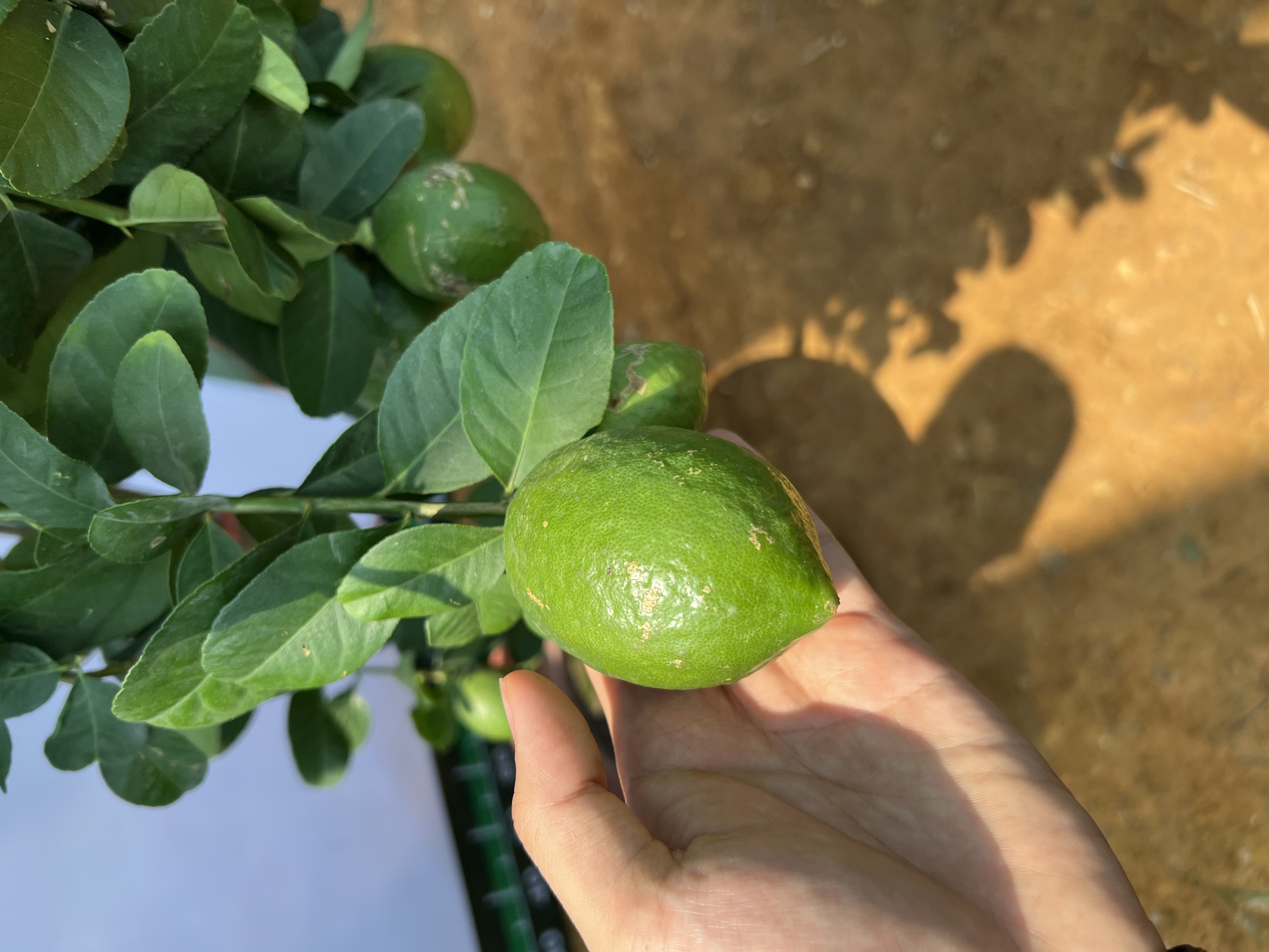 Chanh vàng mỹ cao 2-2.5m PT166 CALATA_thumbnail_7