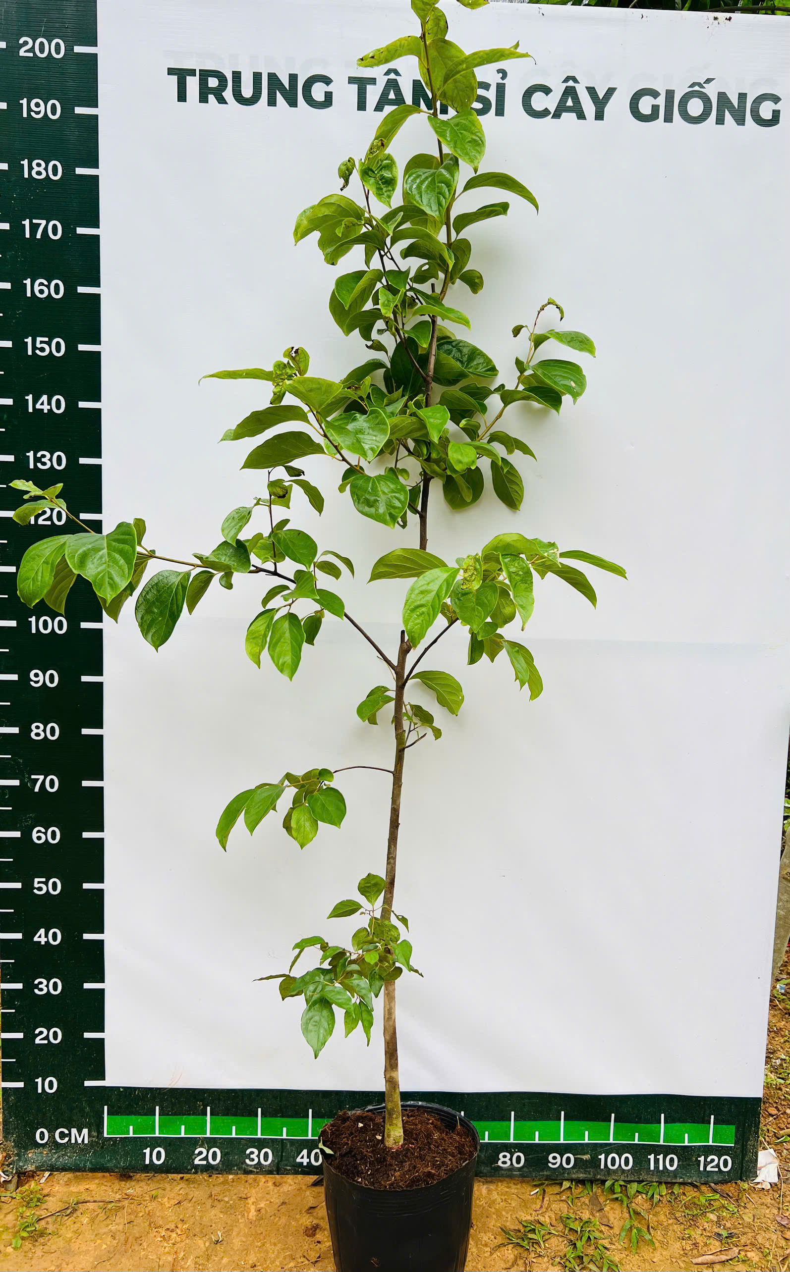 Hồng đỏ cao 1,7-1,8m PT229 CALATA