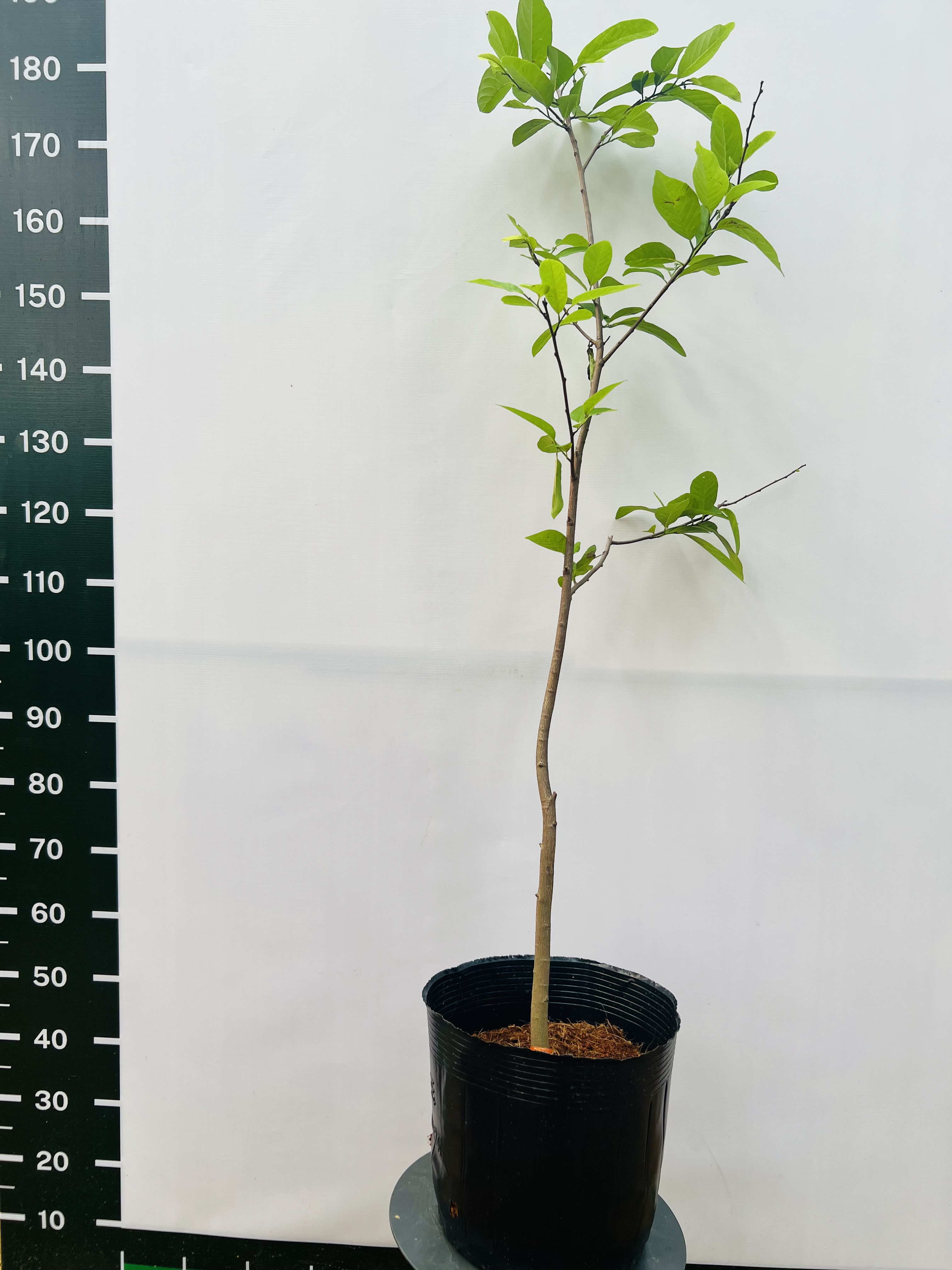 [THANH LÝ] Na dai cao 90-100cm PT89 CALATA_thumbnail_5