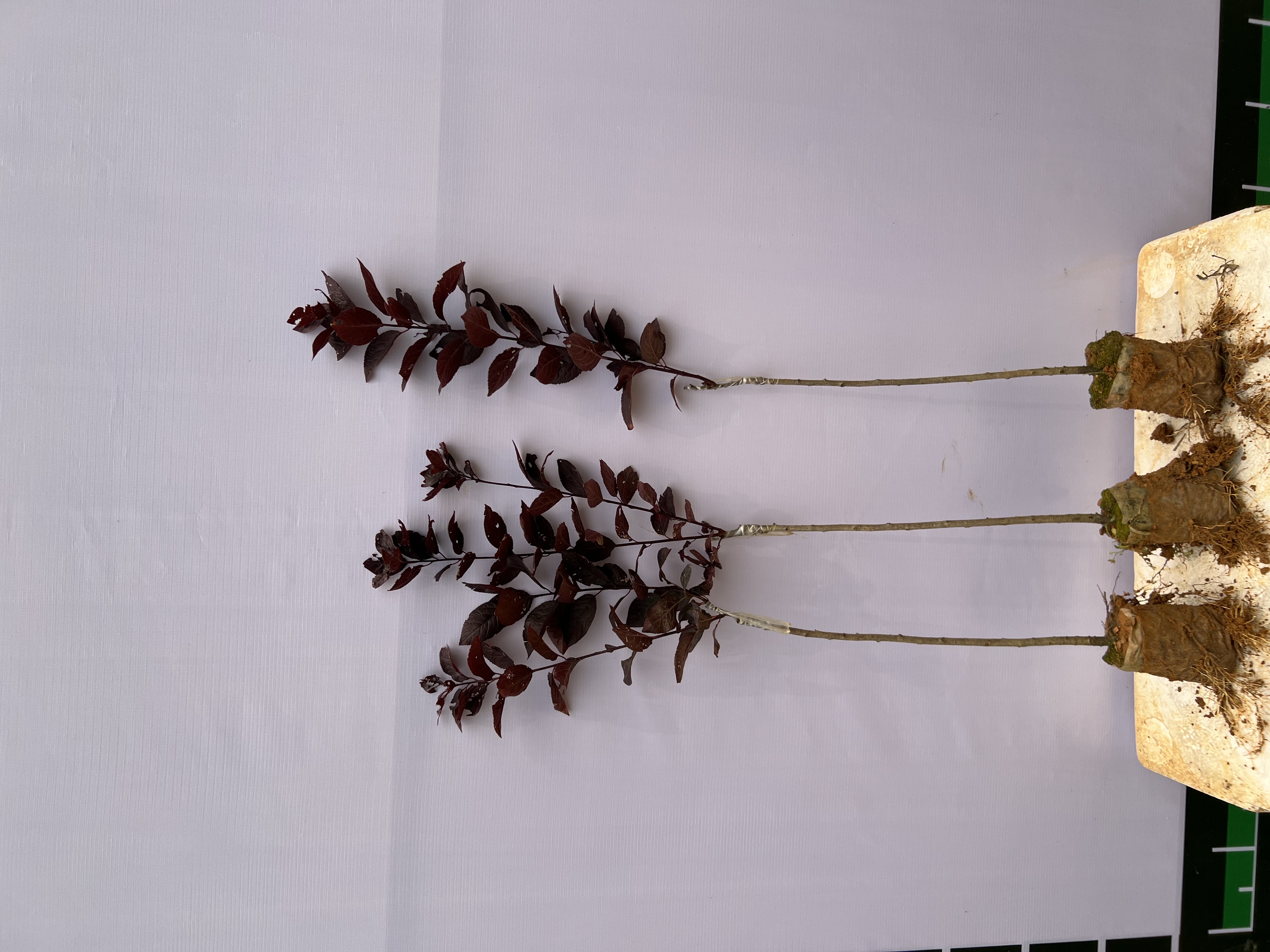 Mận tím cao 60-70cm PT131 CALATA_thumbnail_1