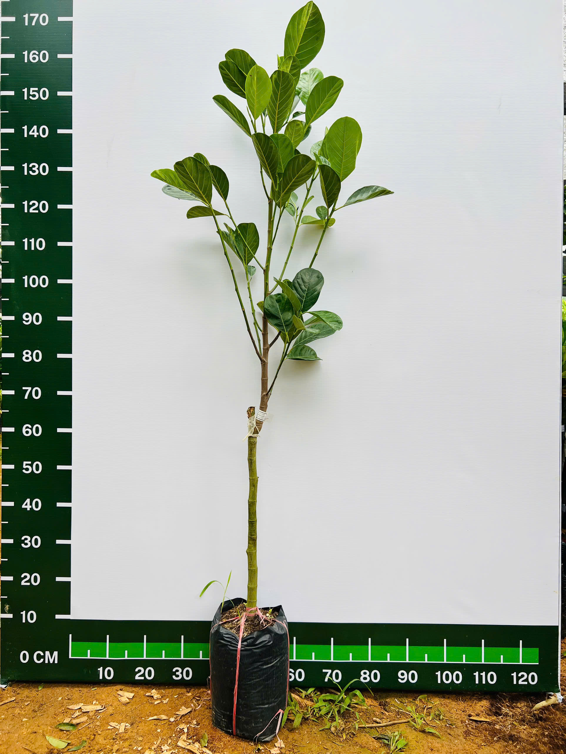 Mít Indo ruột đỏ sơ vàng cao 1-1,5m PT244 CALATA