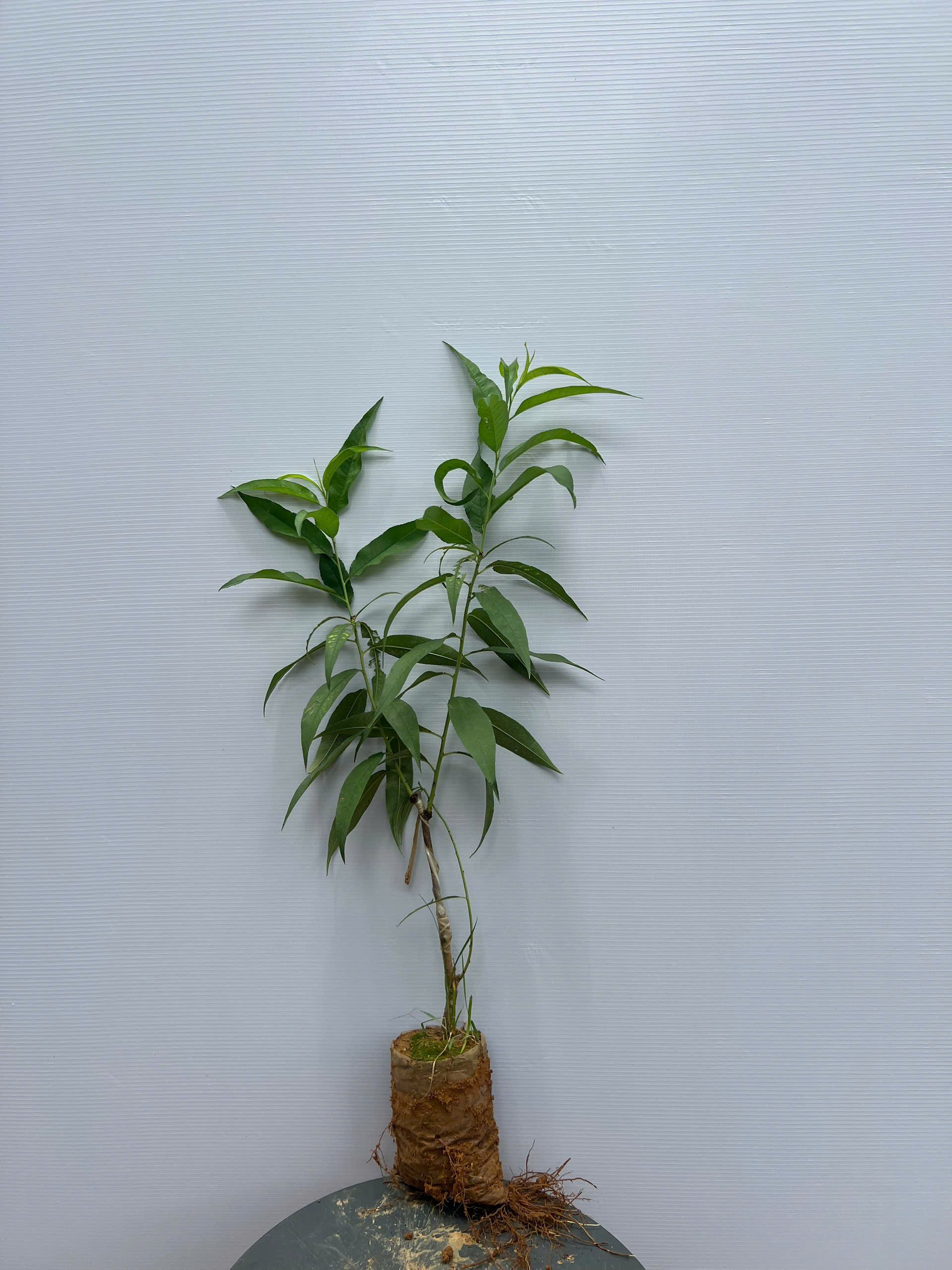 [SIÊU SALE] Đào phai cao 30-40cm PT76 CALATA_thumbnail_3