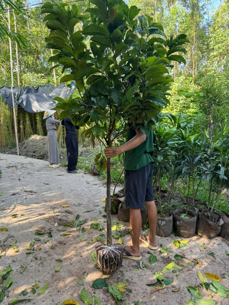 Chay ruột đỏ cao 1,8-2,5m PT286A CALATA