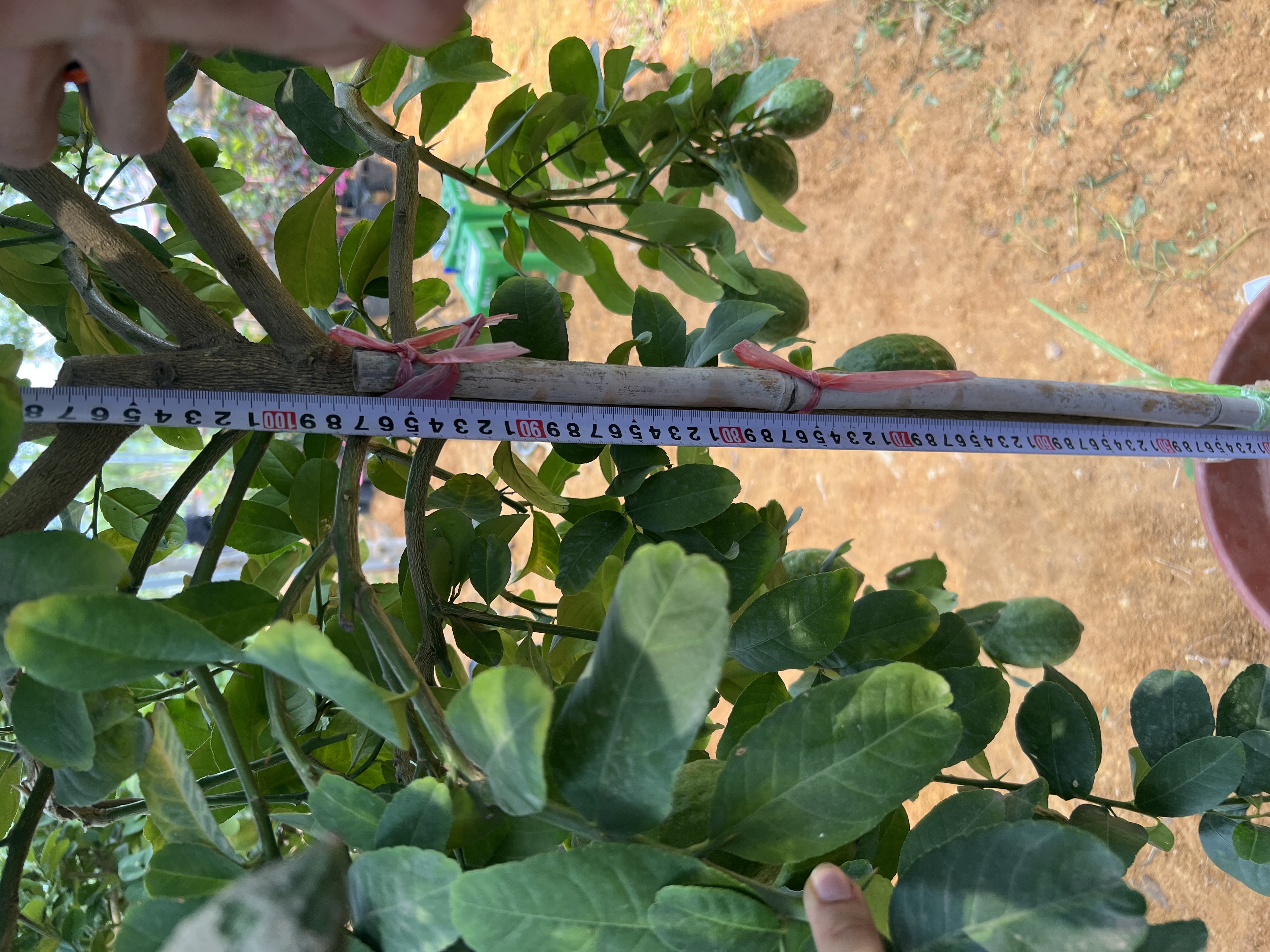 Chanh vàng mỹ cao 2-2.5m PT166 CALATA_thumbnail_10