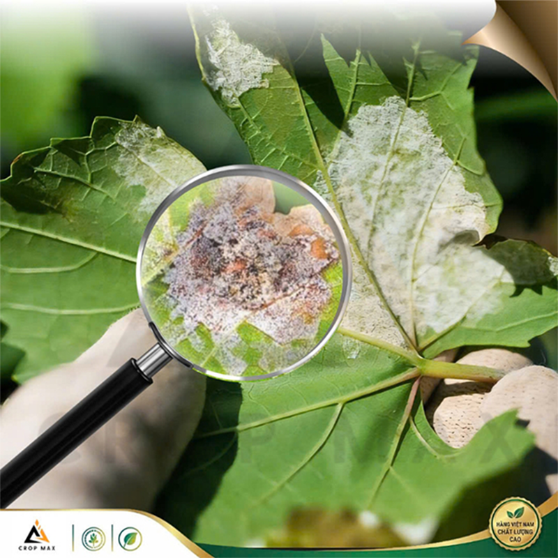 MEPY PLUS – Thuốc trừ bệnh phổ rộng đặc trị thán thư, đốm lá, nấm bệnh nguy hiểm_thumbnail_3