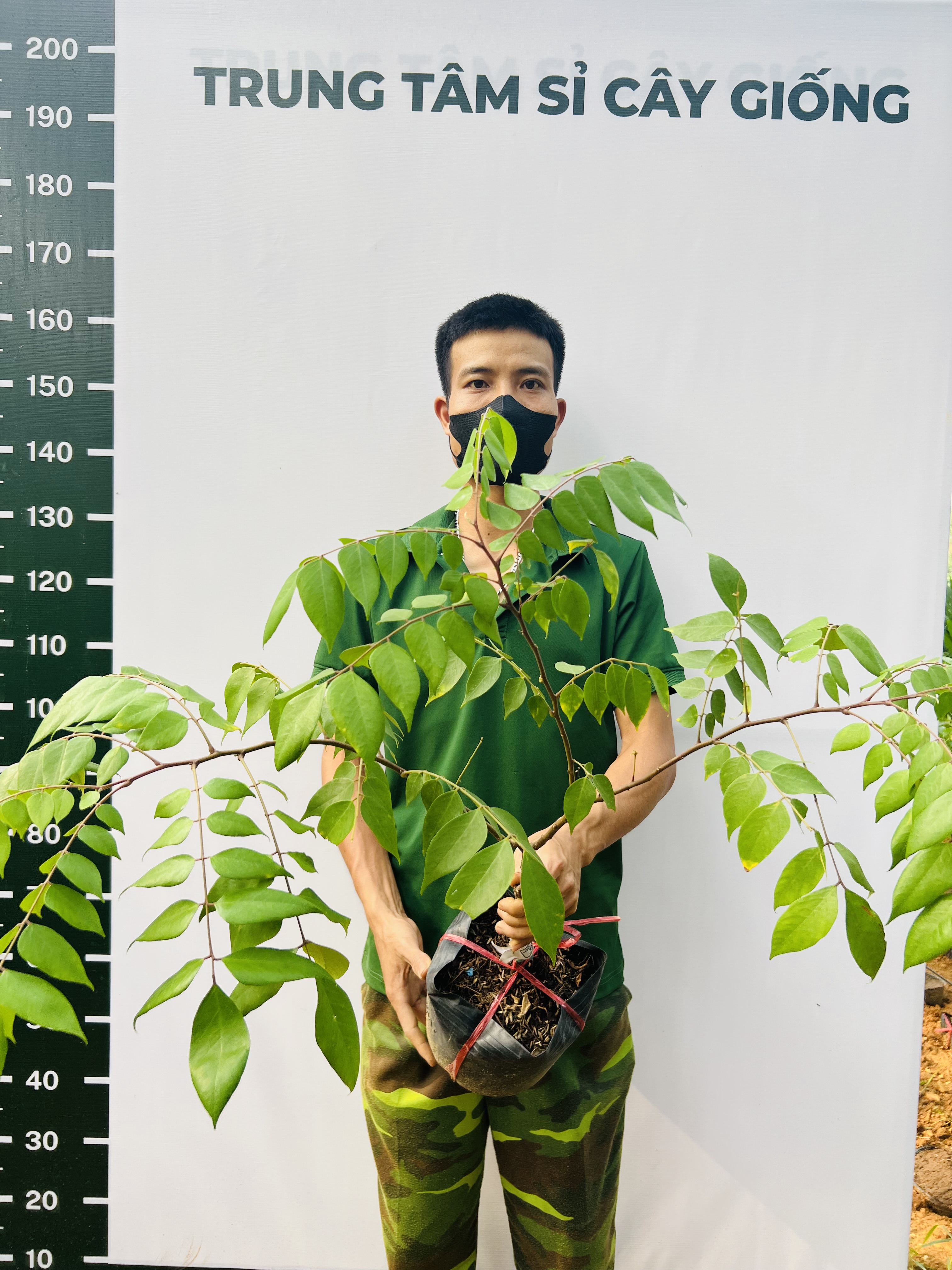 Khế ngọt cao 30-40cm PT39 CALATA_thumbnail_3