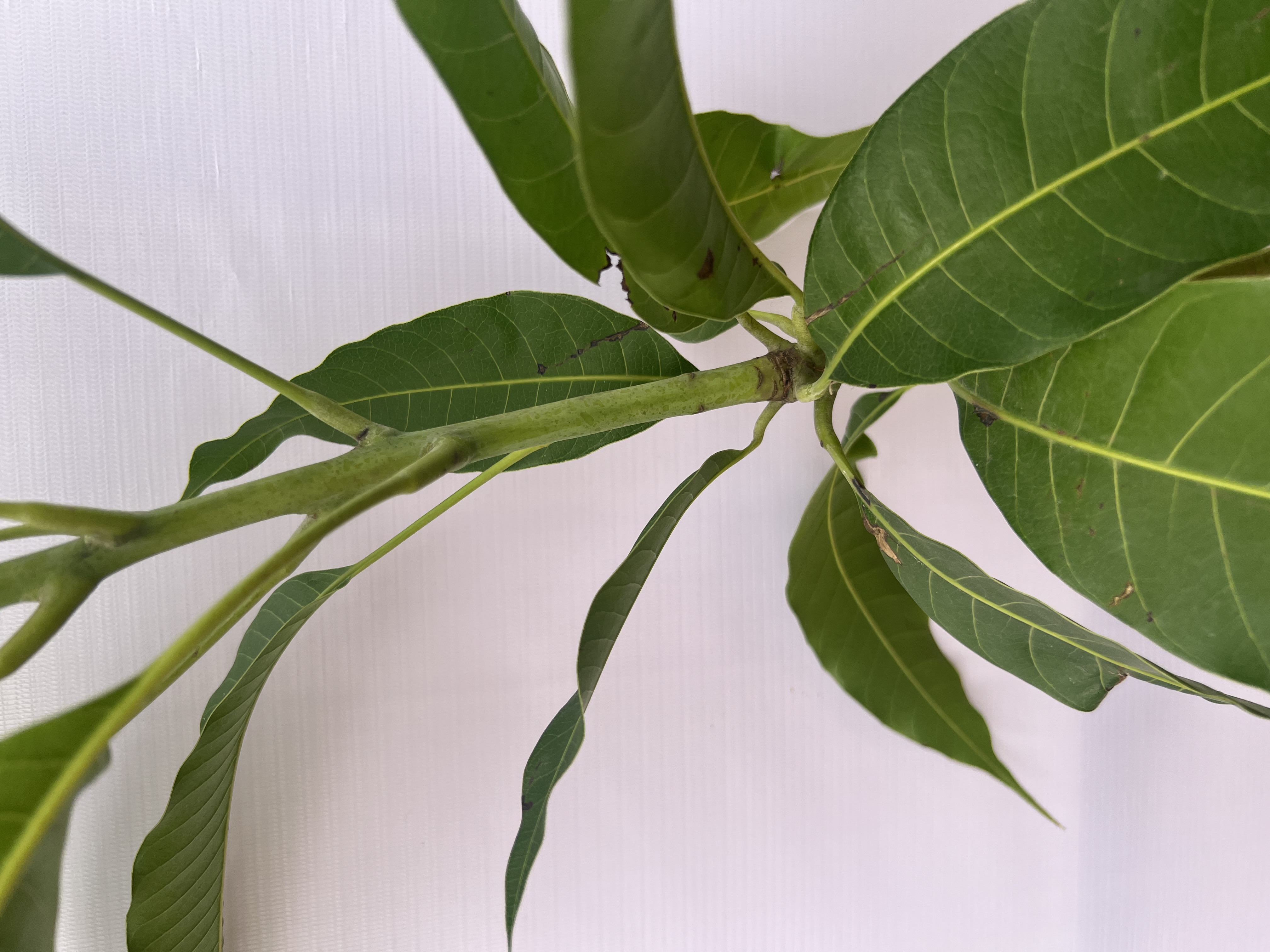 Xoài cát Hoà Lộc cao 55-70cm PT48 CALATA_thumbnail_4