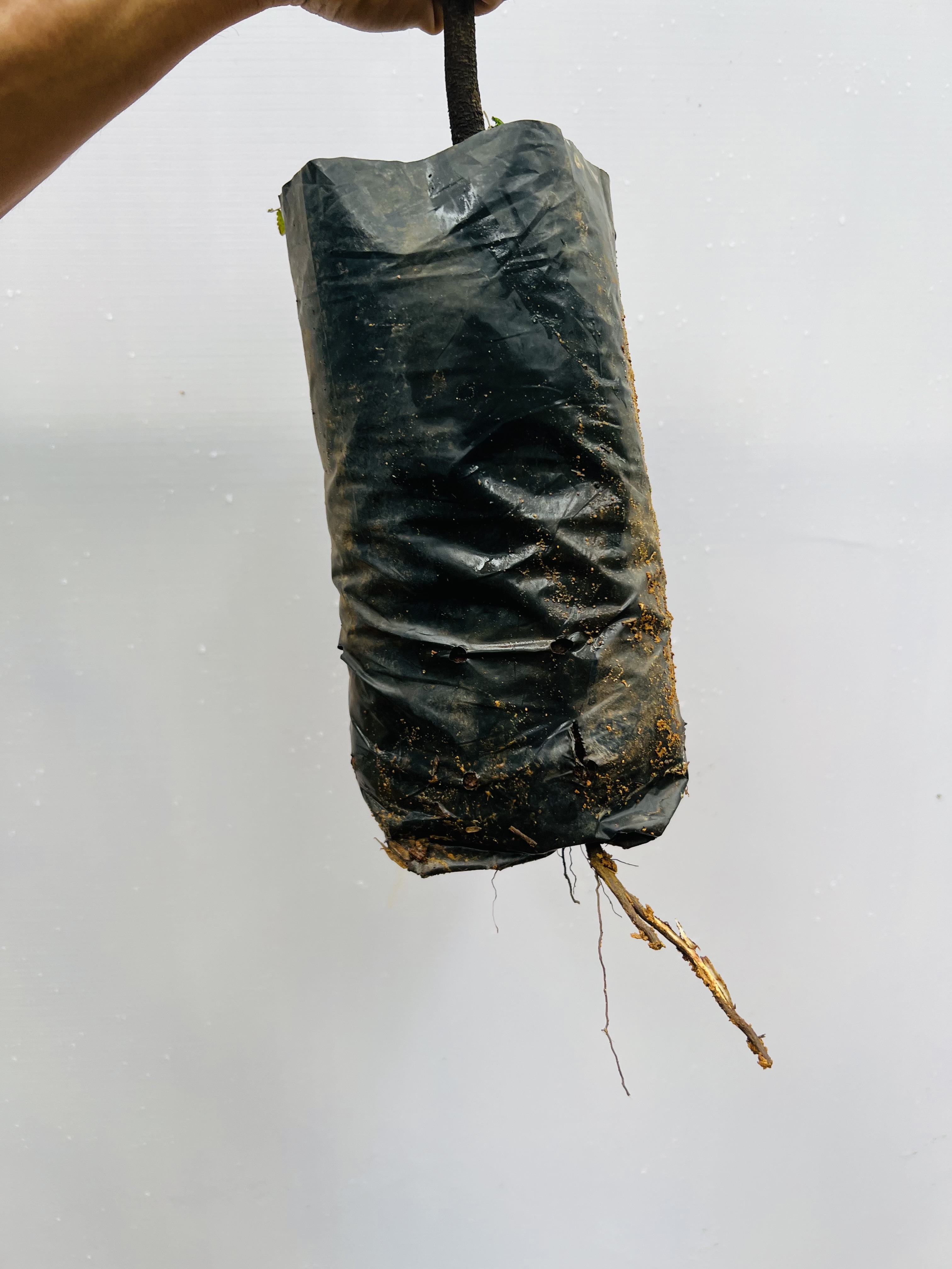 Mắc ca cao 70-90cm PT180 CALATA_thumbnail_5