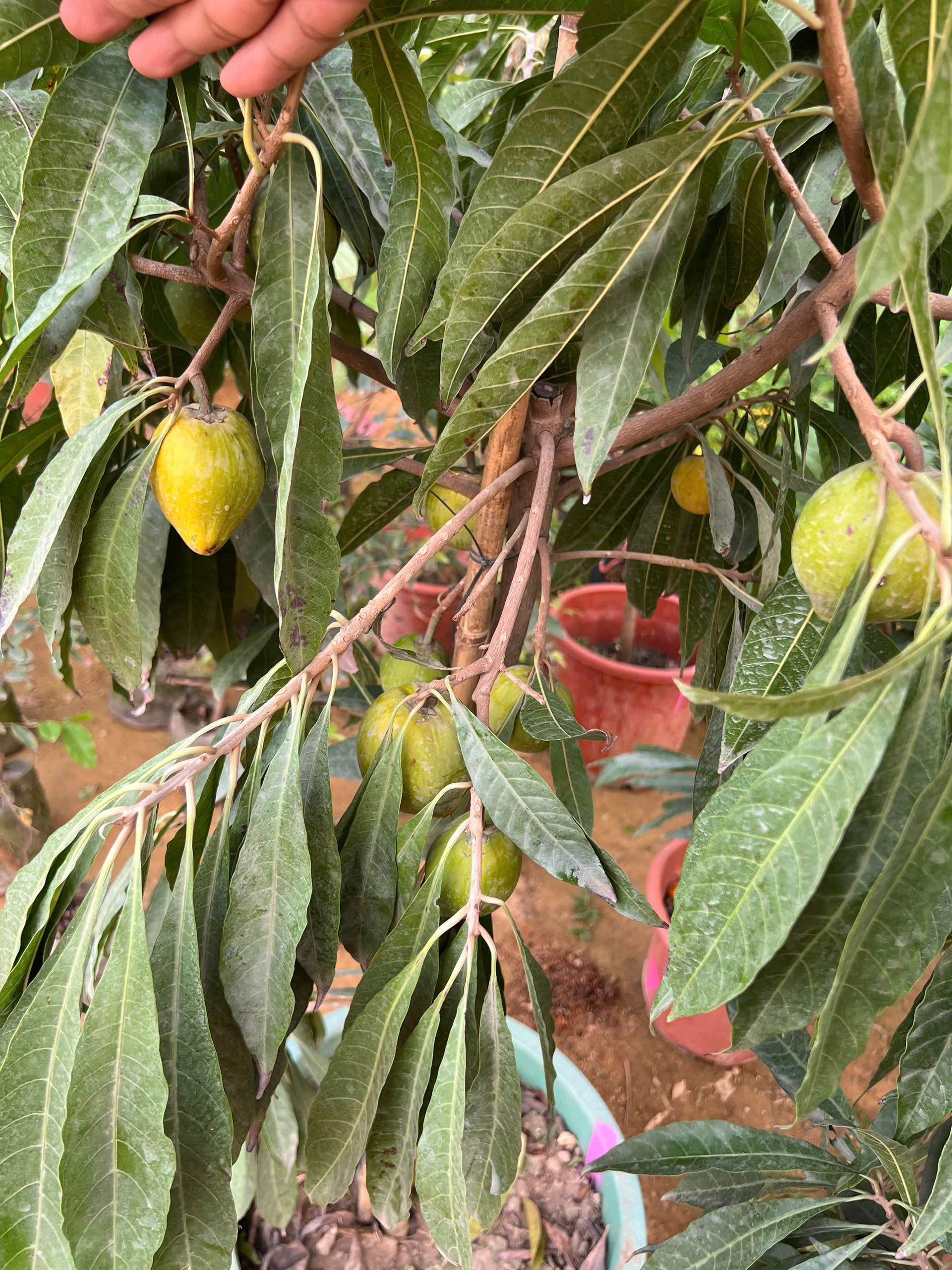 Trứng gà tứ quý cao 1.5-1.7m PT167 CALATA_thumbnail_4