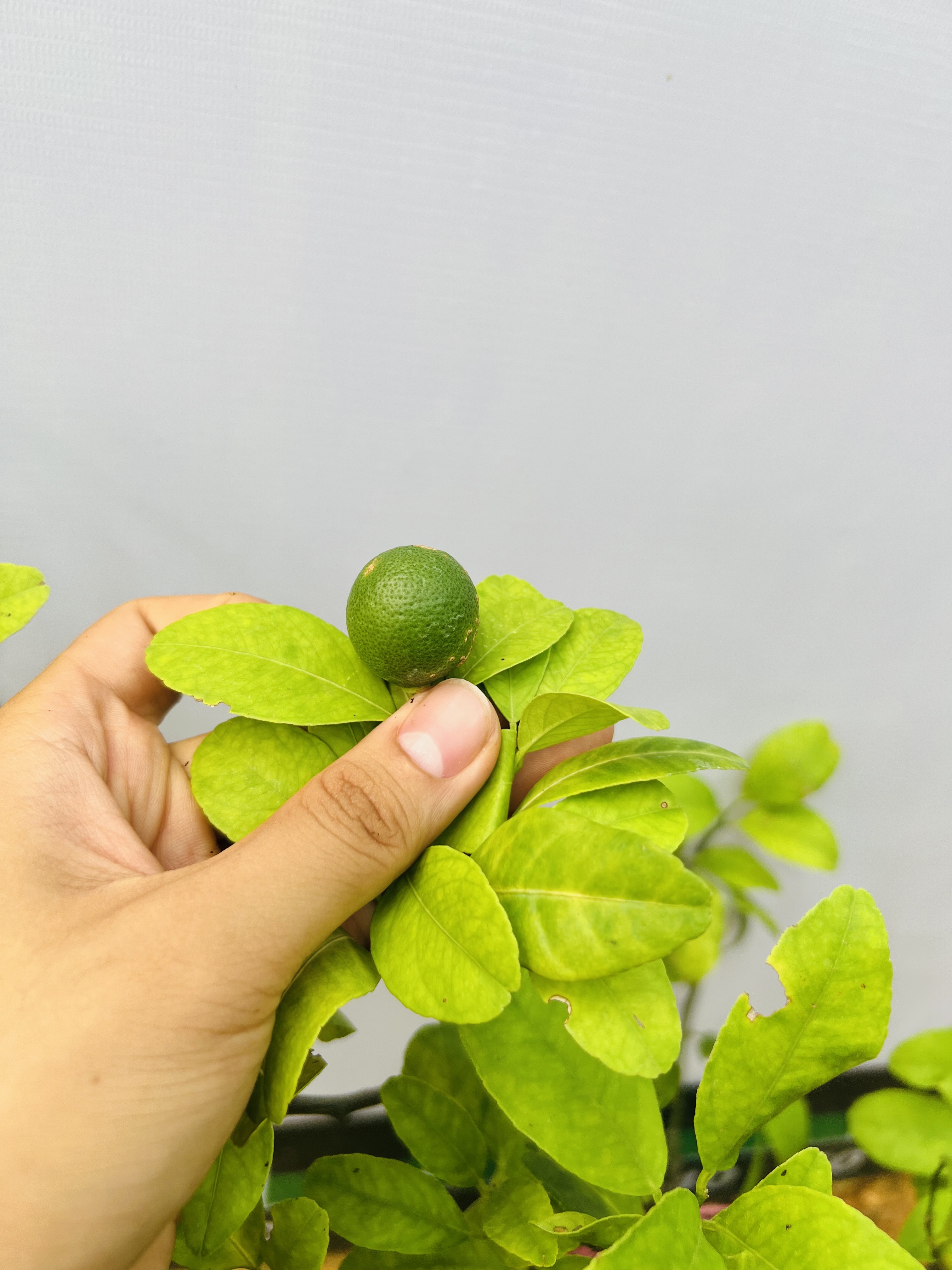 Chanh tứ quý cao 70-80cm PT20 CALATA_thumbnail_4