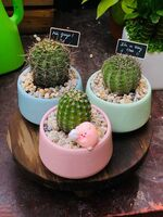XƯƠNG RỒNG size S_thumbnail_1