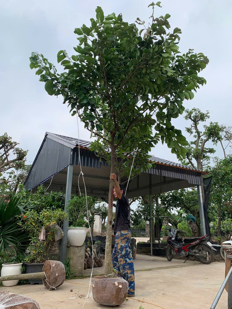 Chay ruột đỏ cao 2,7-3,5m PT236 CALATA