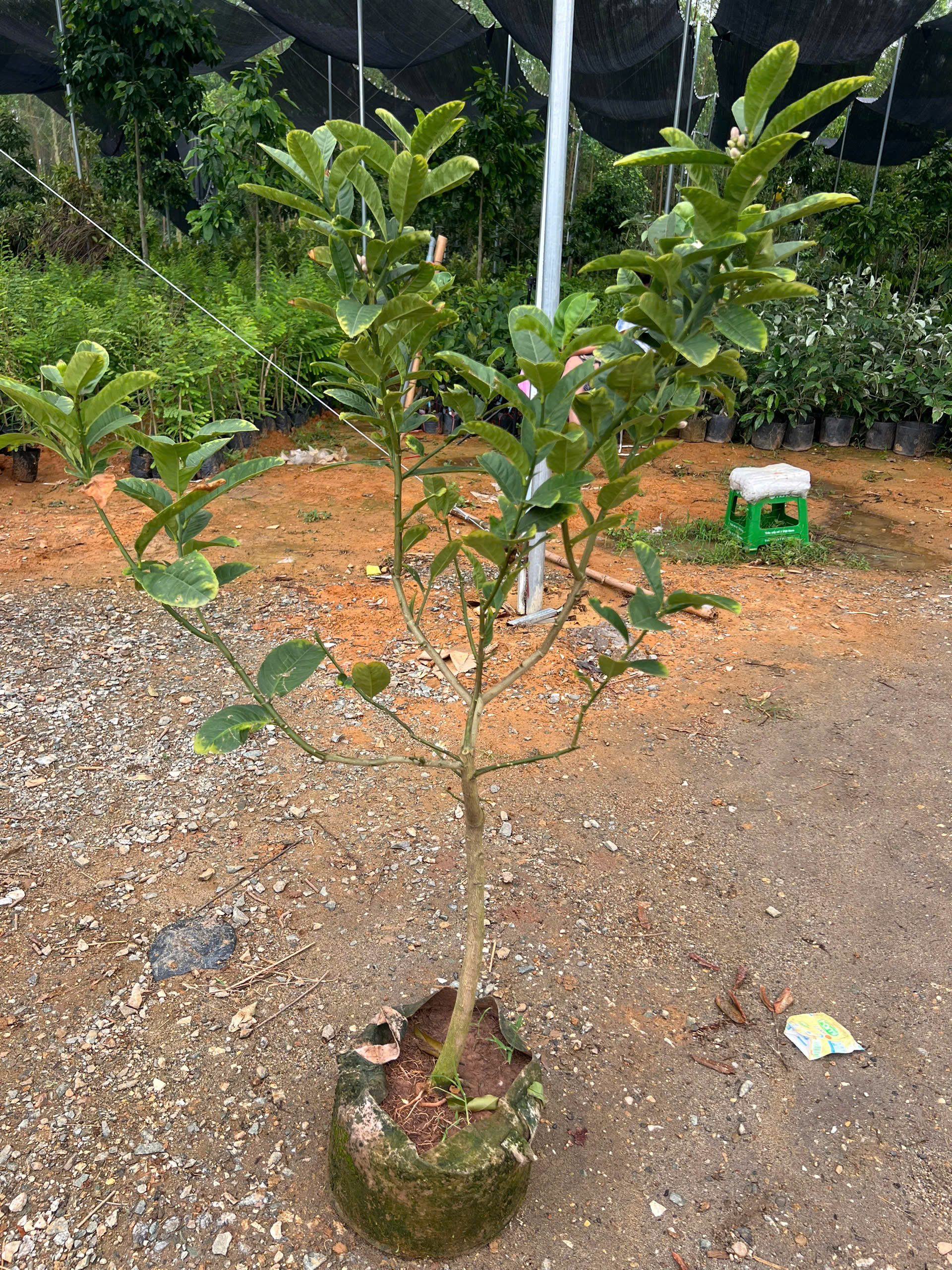 [THANH LÝ] Phật Thủ cao 1.2-1.5m PT184 CALATA