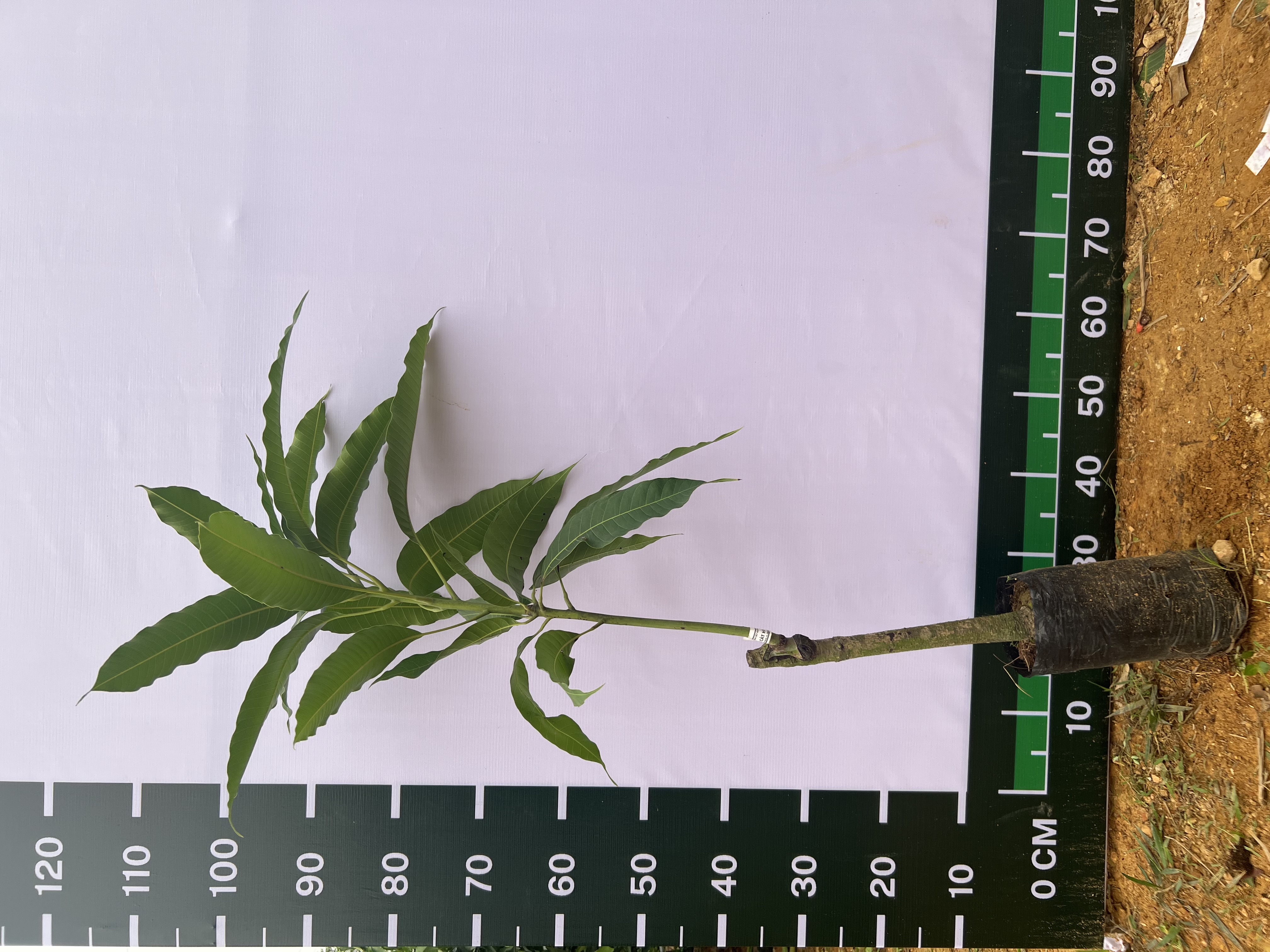 Xoài cát Hoà Lộc cao 55-70cm PT48 CALATA