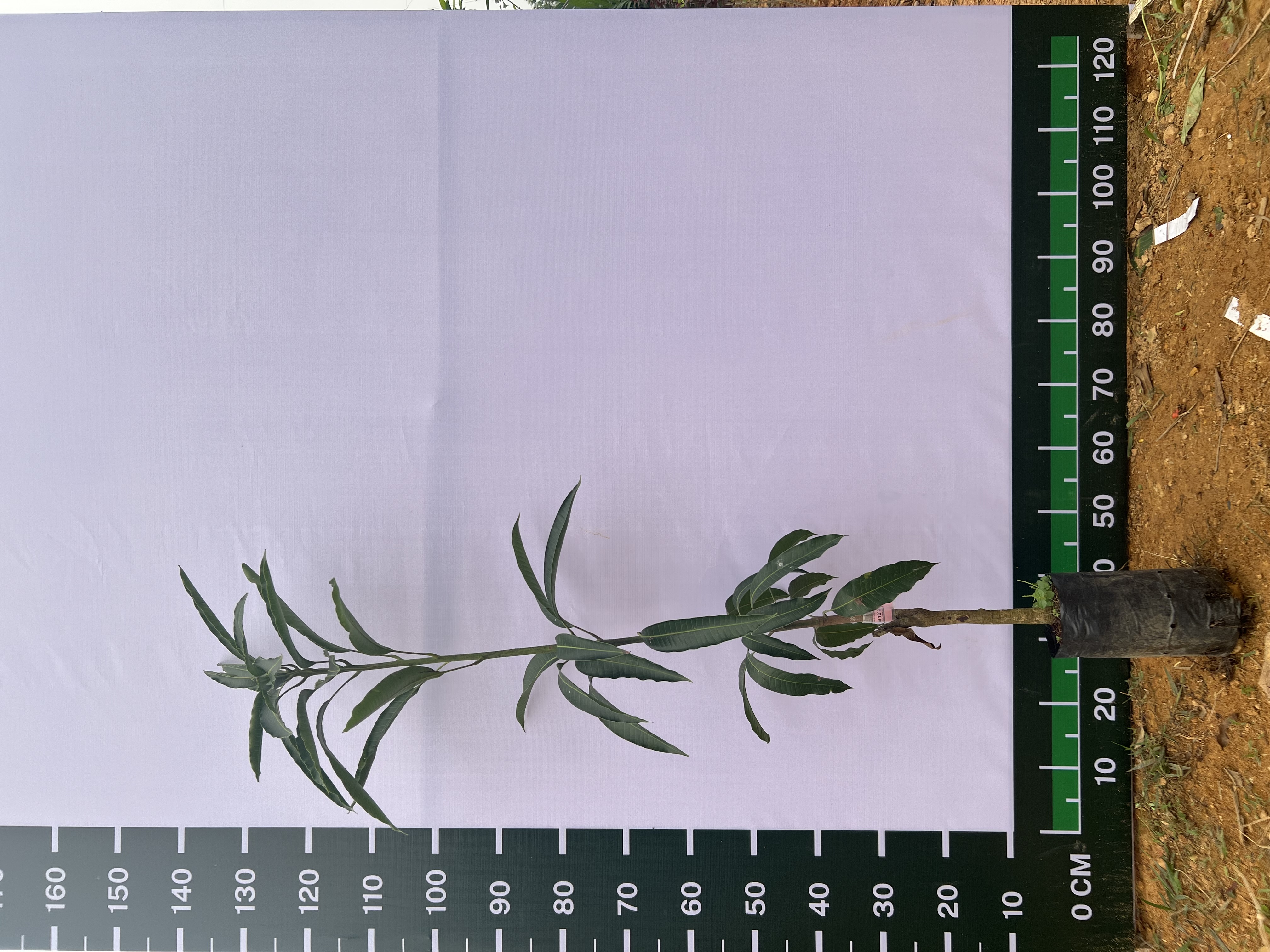 Xoài tứ quý cao 50-65cm PT34 CALATA
