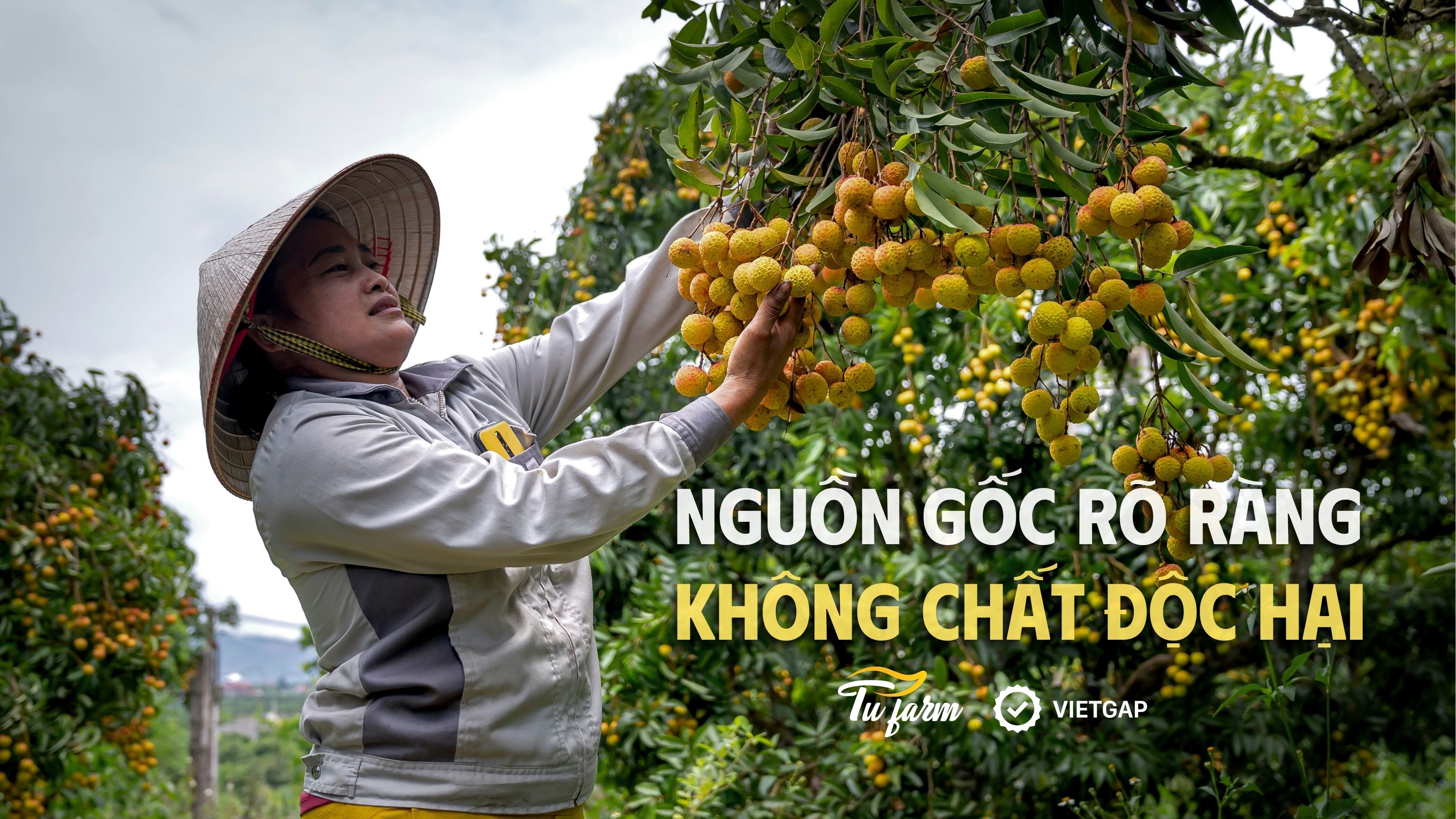 chứng nhận VietGAP
