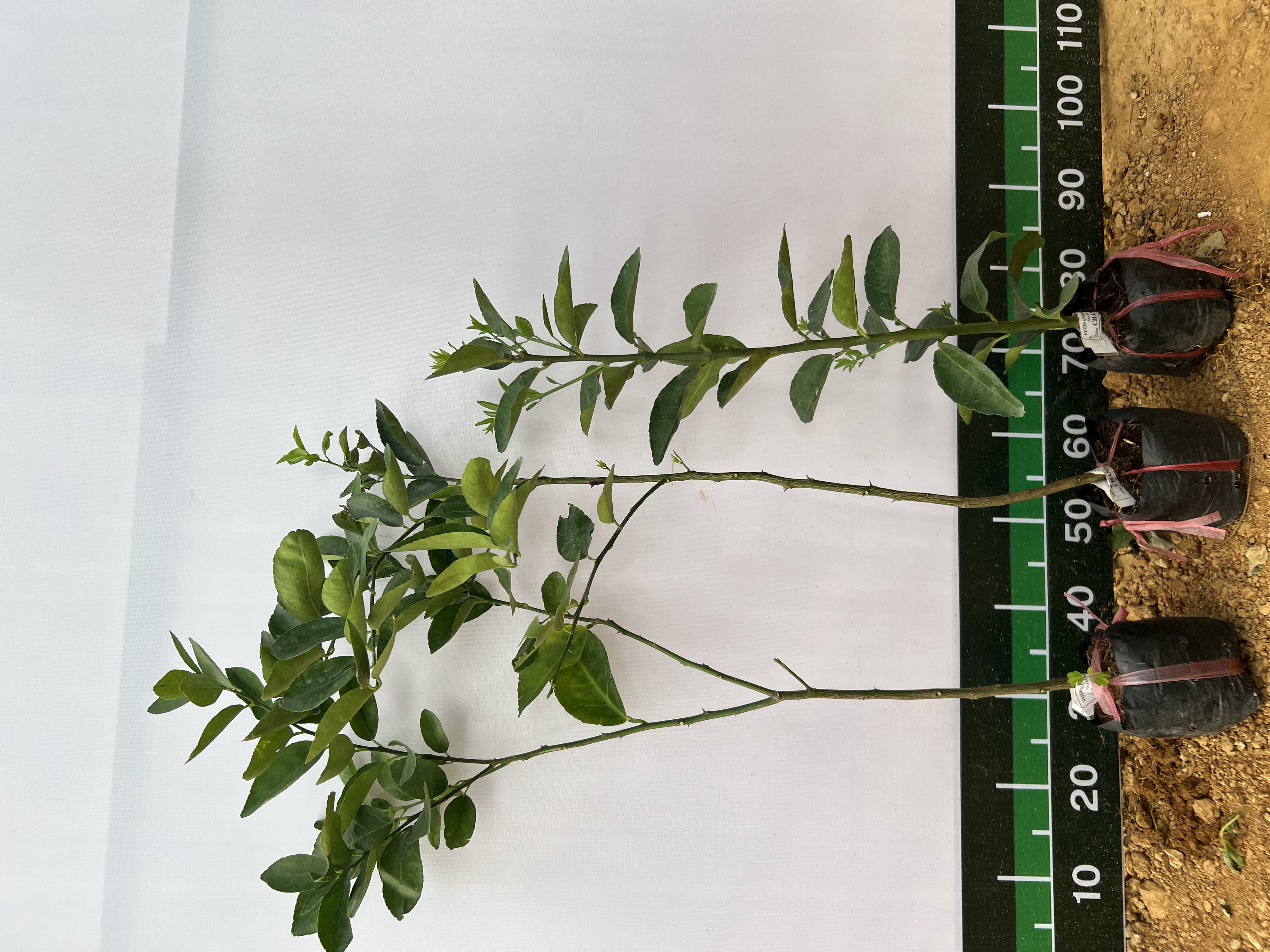 Chanh không hạt cao 40-55cm PT54 CALATA_thumbnail_3