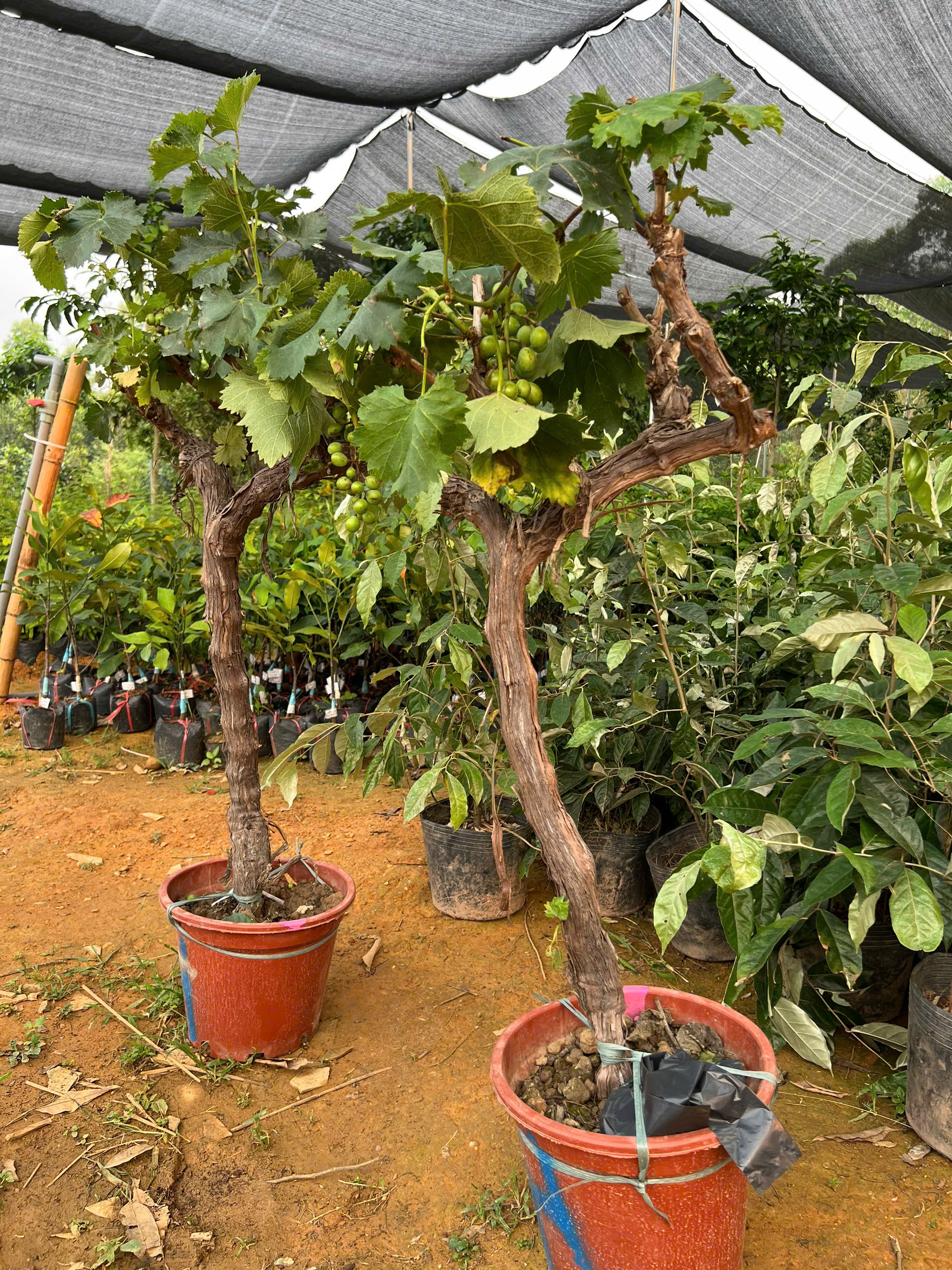 Nho xanh cao 1.3-1.5m PT169 CALATA