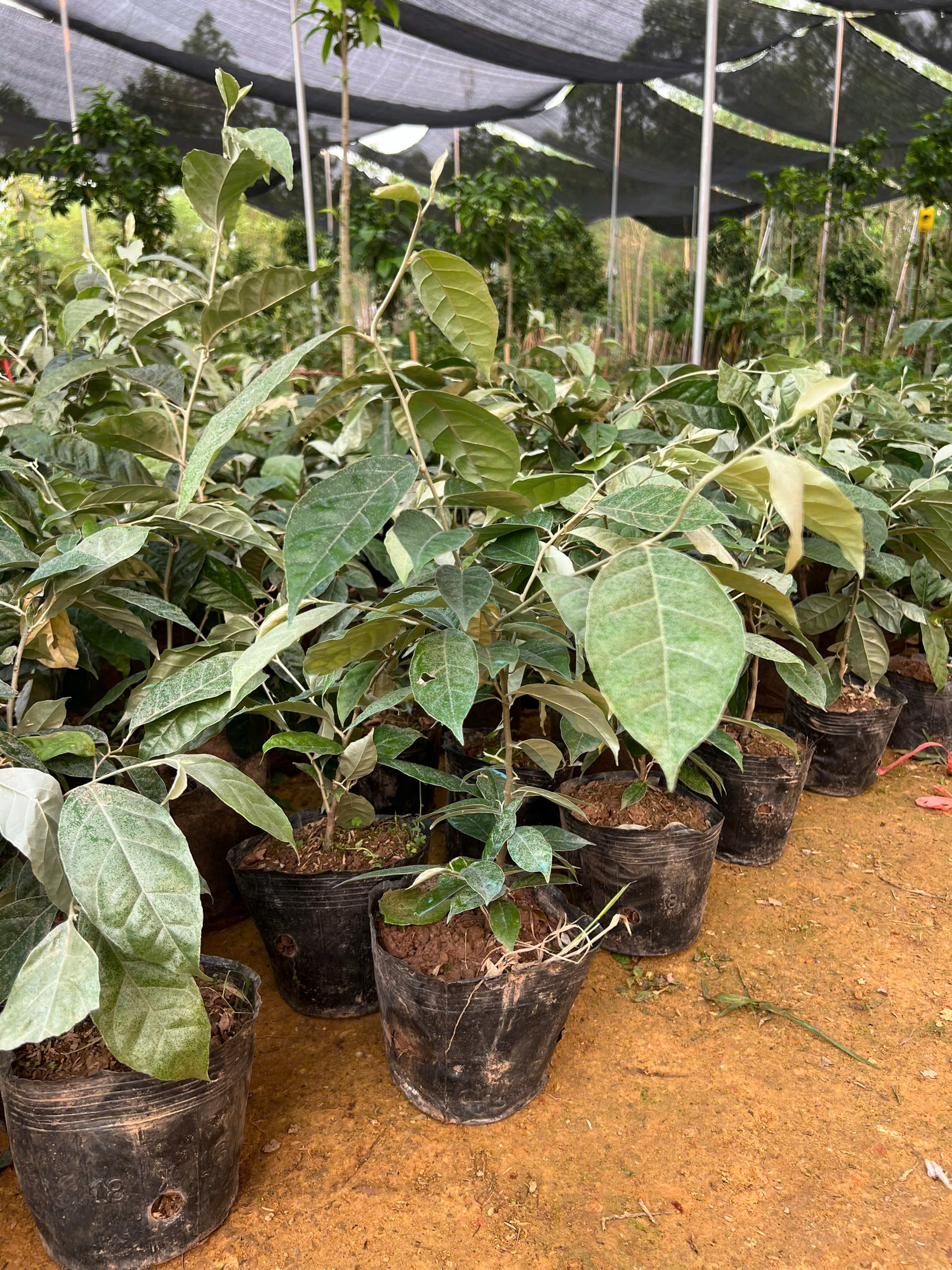 Nhót ngọt cao 30-40cm PT172 CALATA